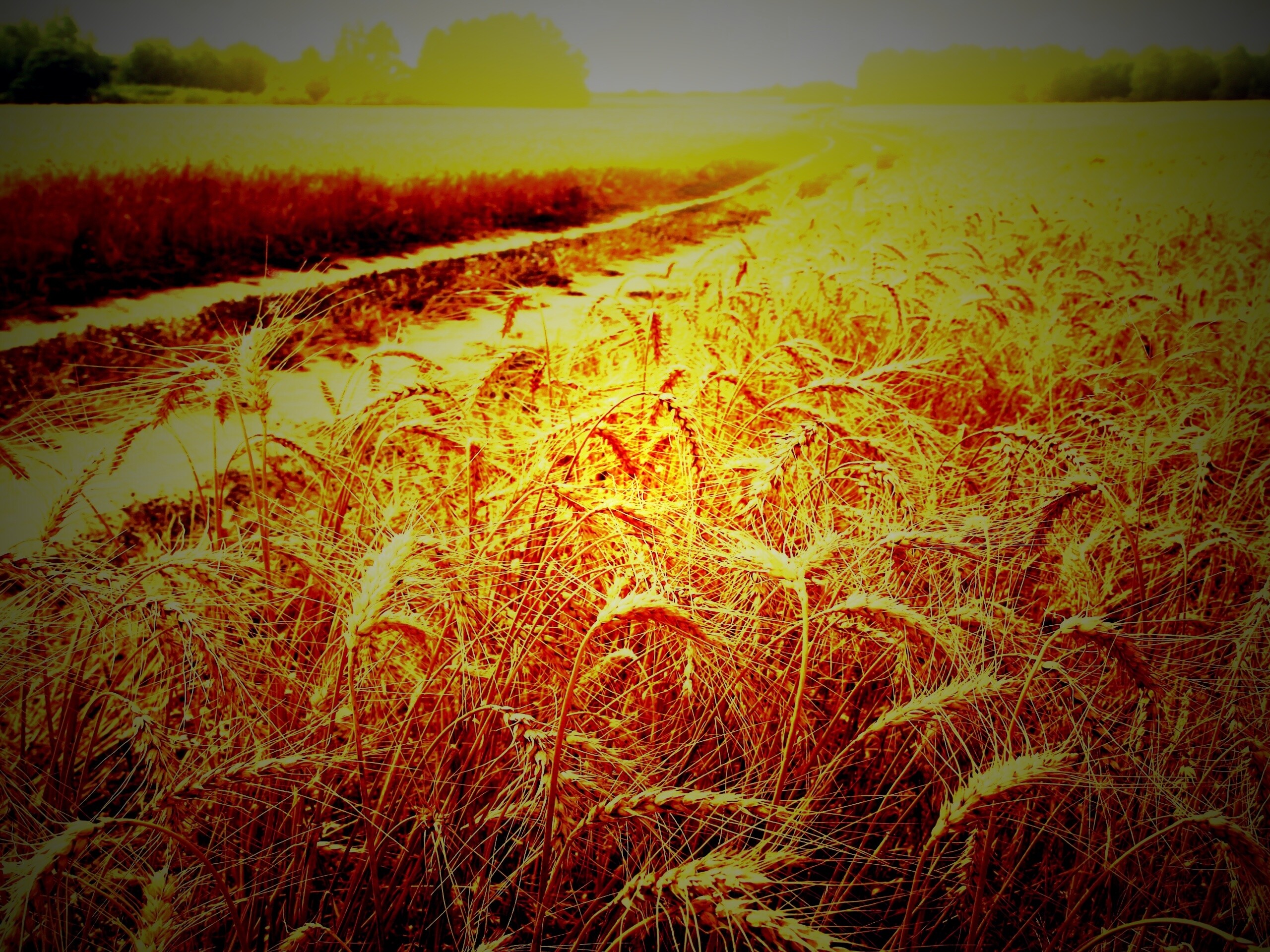 Речка среди поля обои