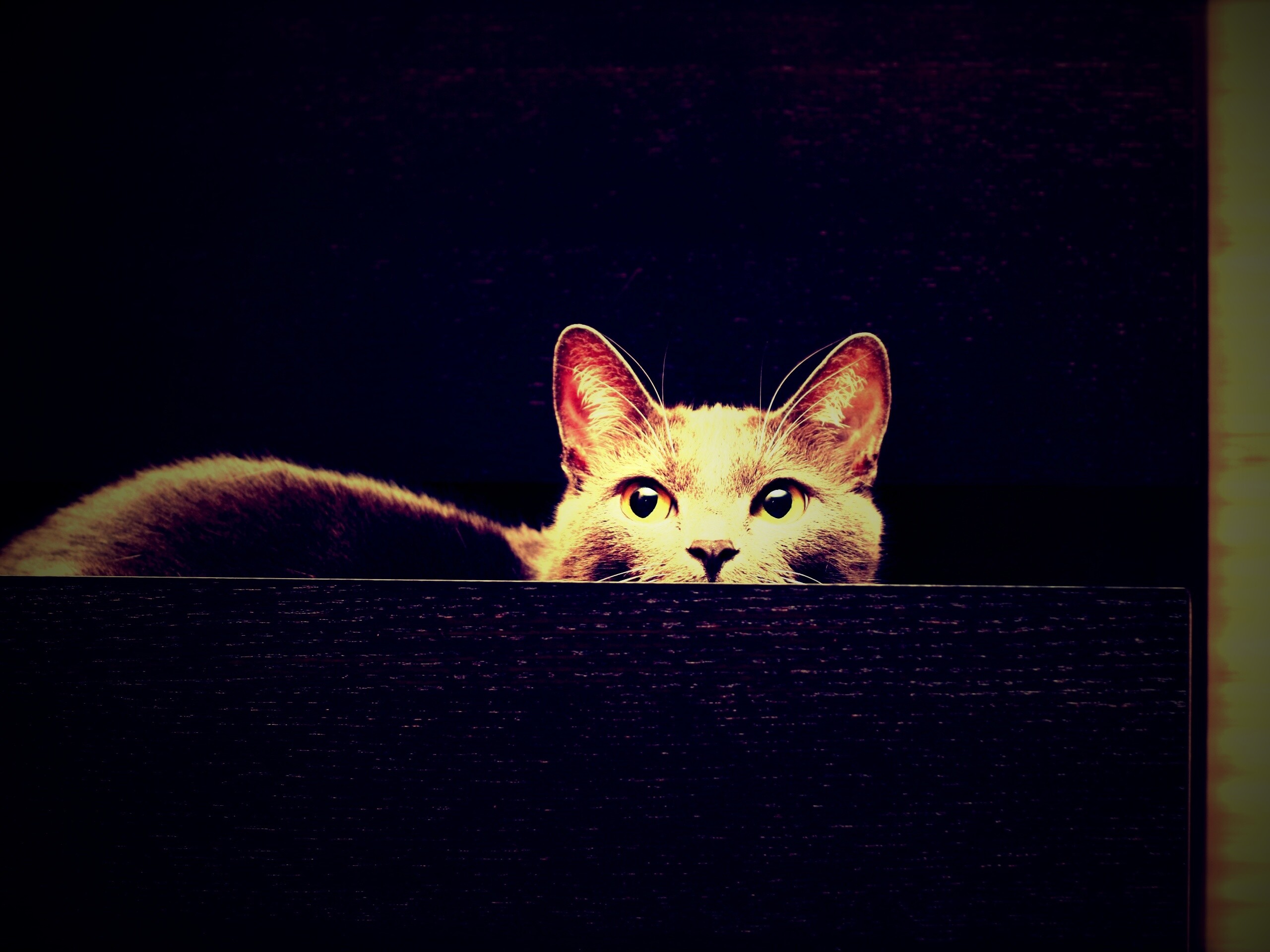 Кот в ящике комода обои