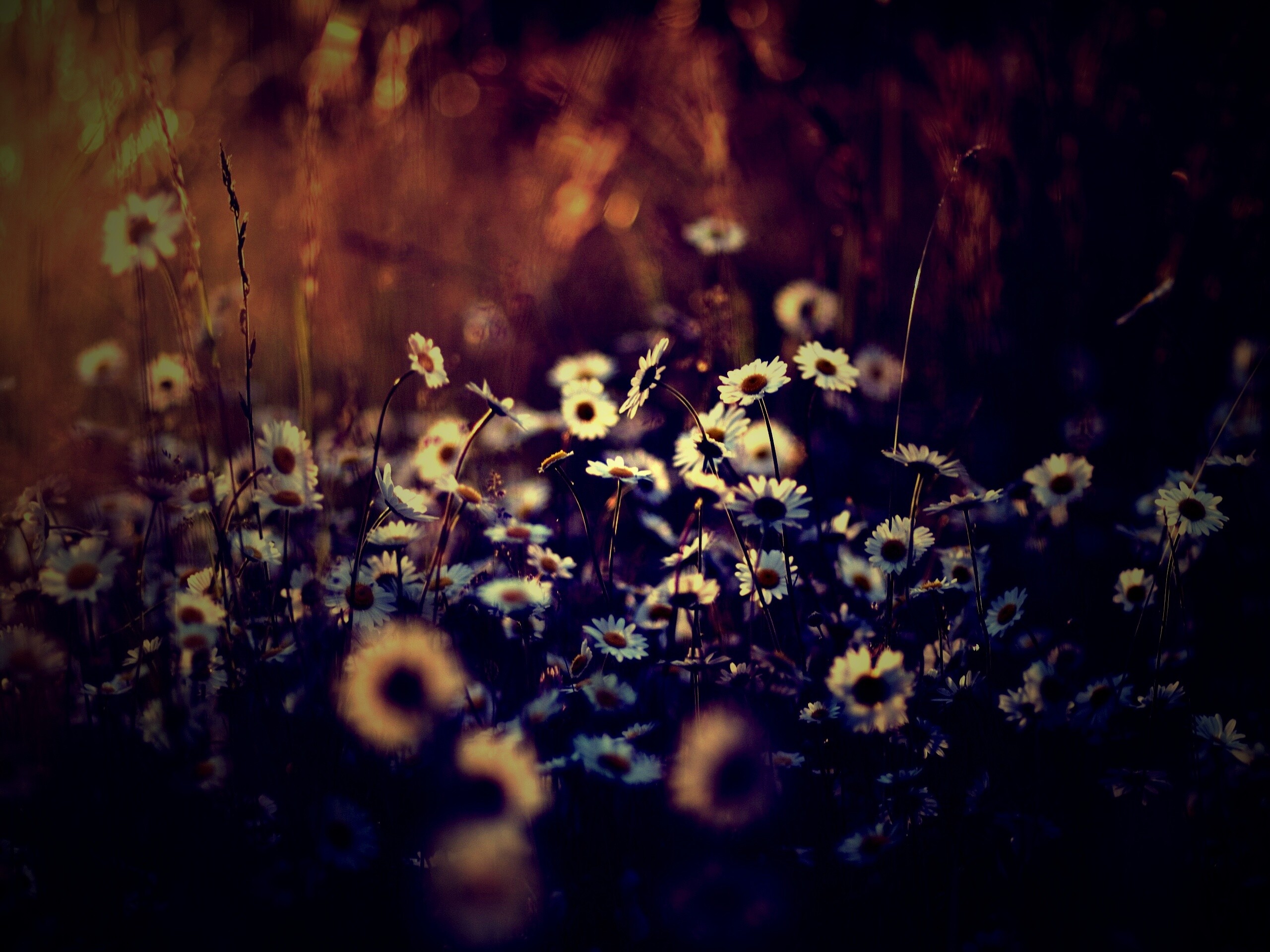 Поле ромашек обои