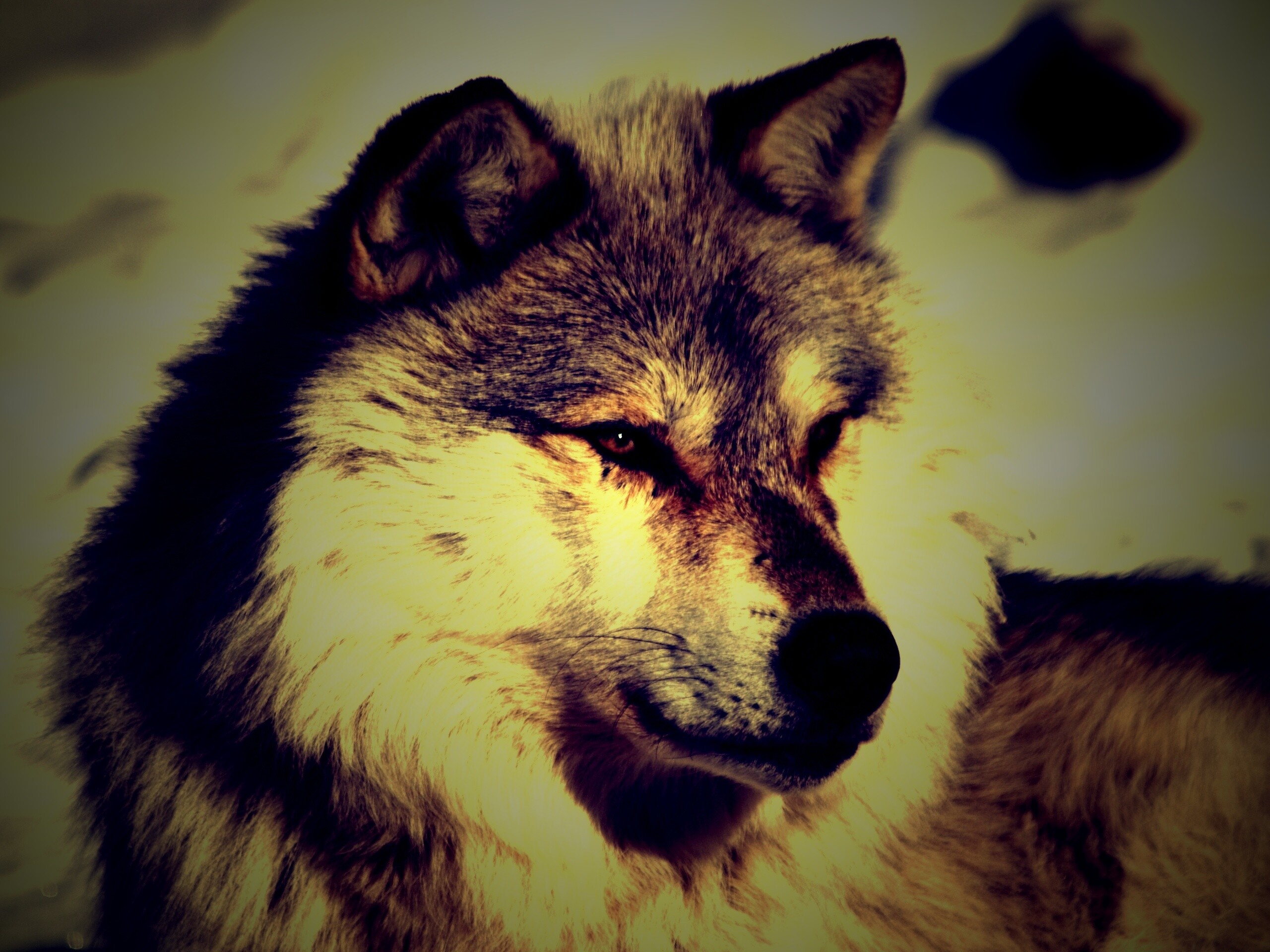 Лайка на снегу обои