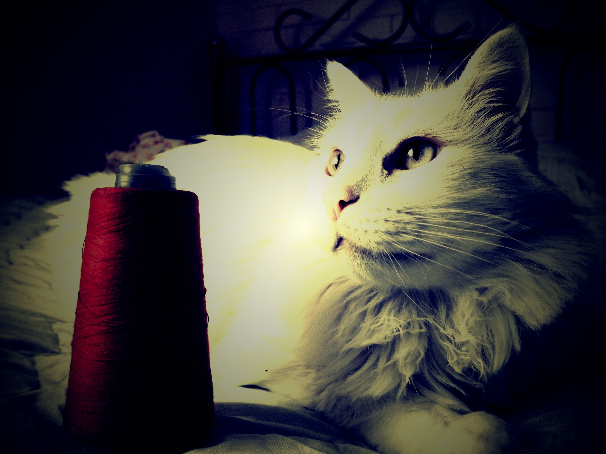 Белый кот с катушкой ниток обои