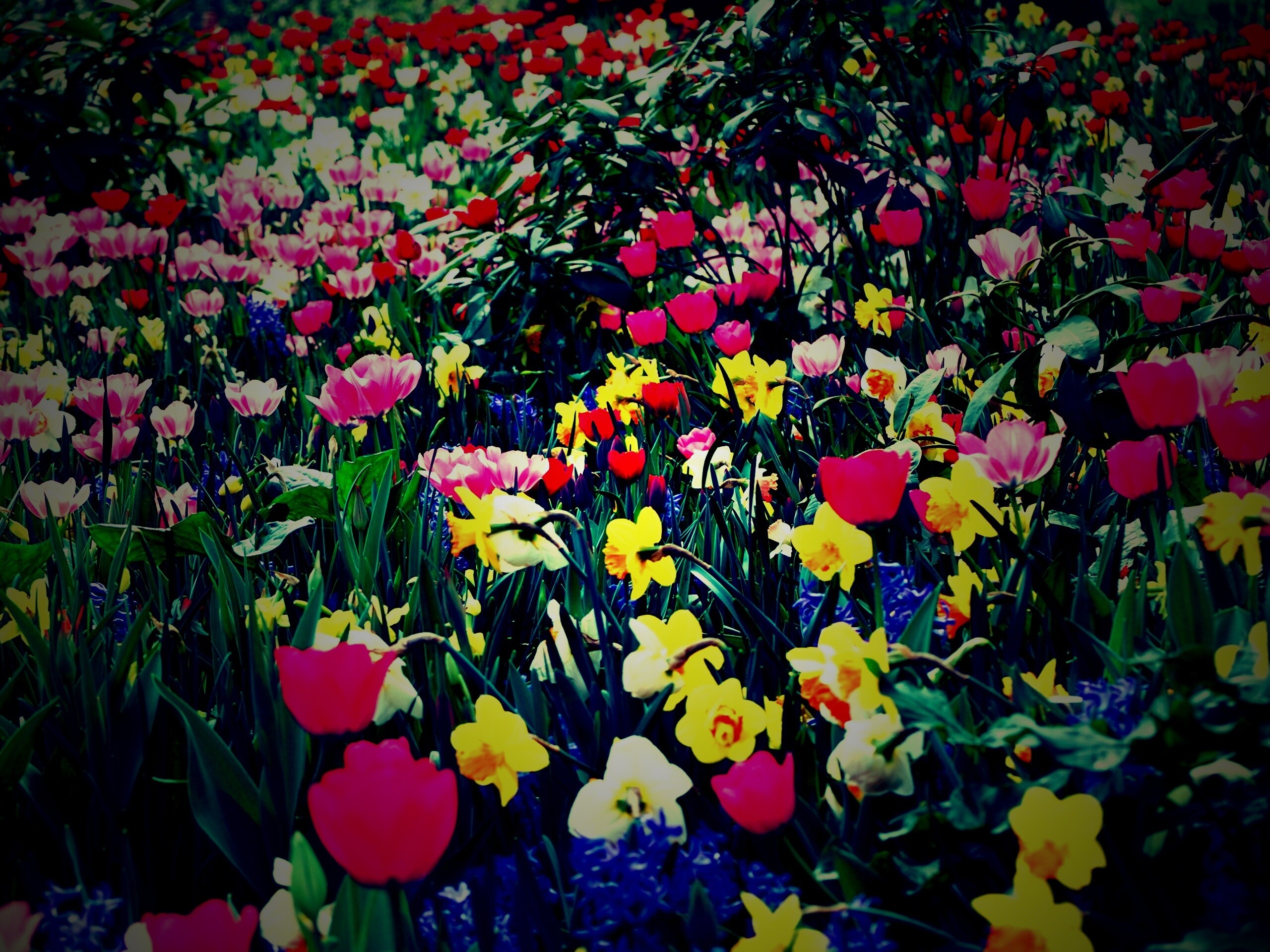 Поляна со множеством цветов обои