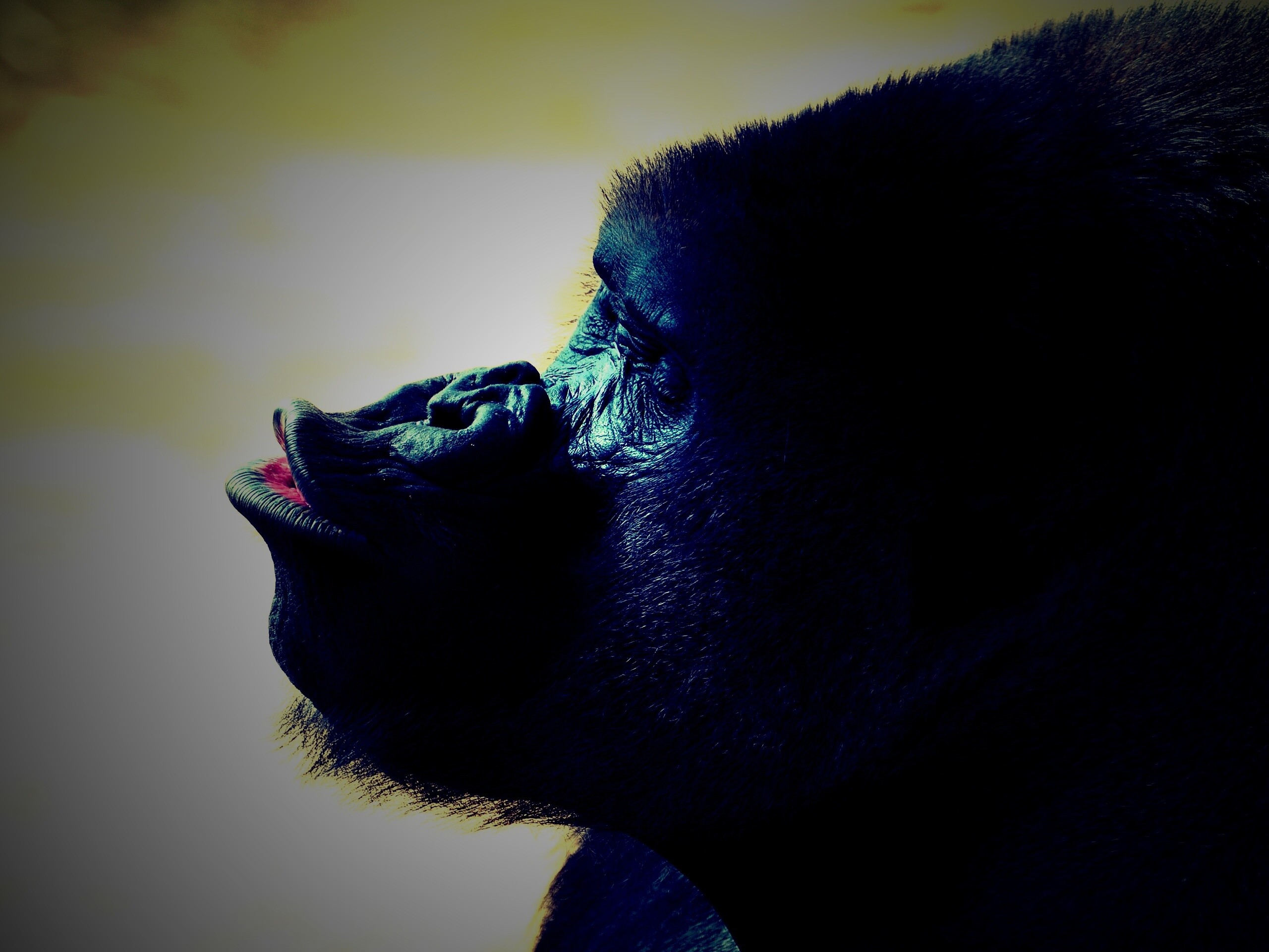 Горилла корчит рожи обои