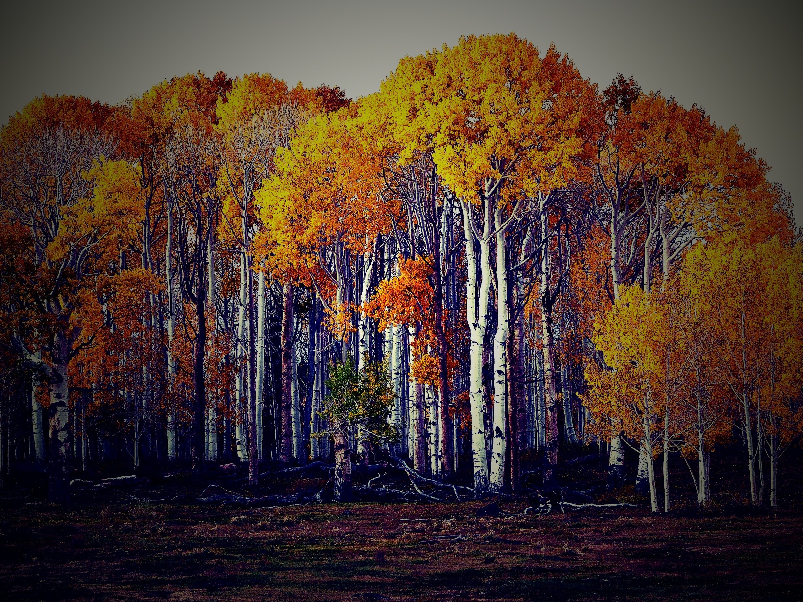 Пожелтевшая березовая роща обои
