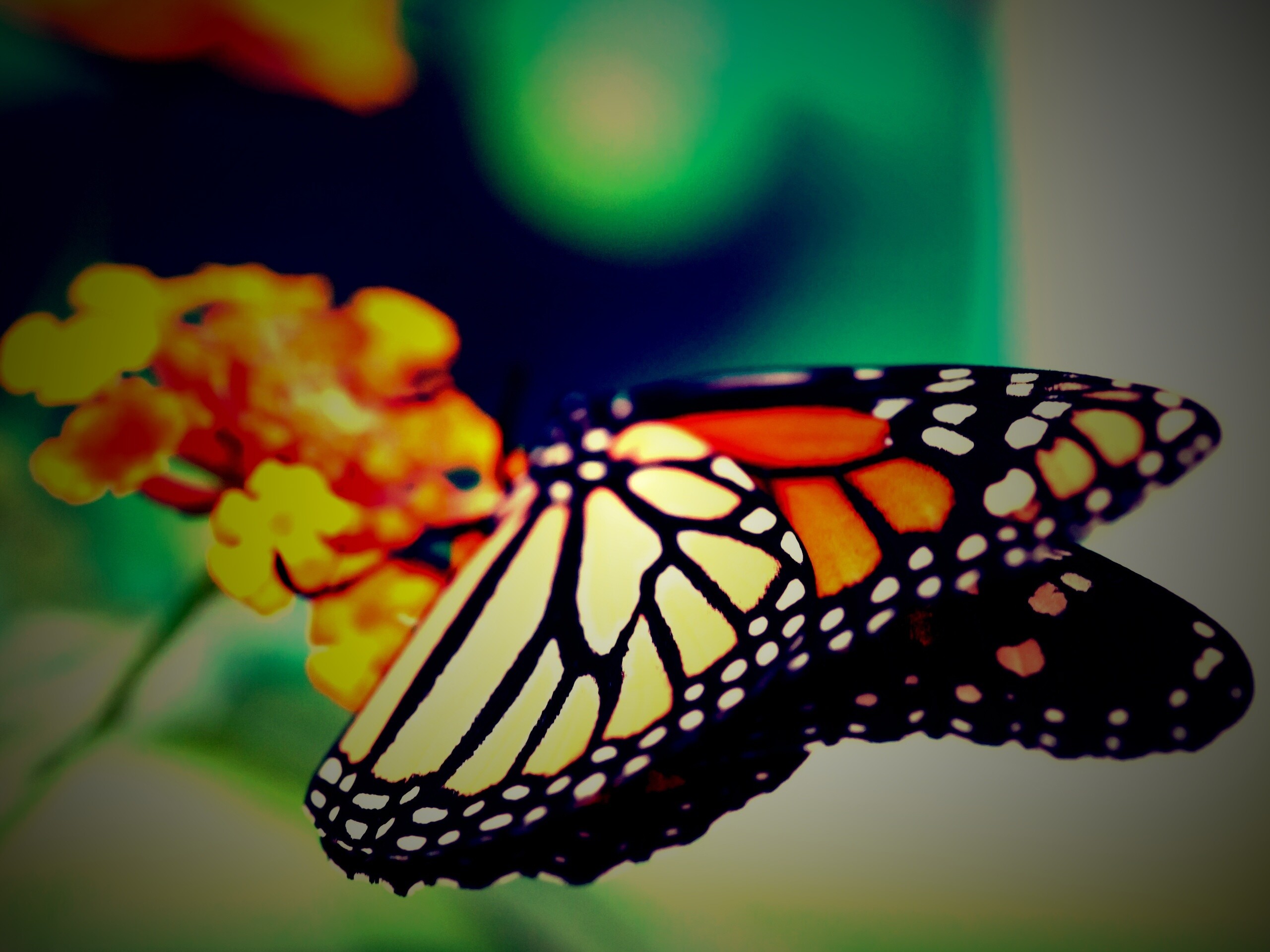 Бабочка на цветке в макро обои