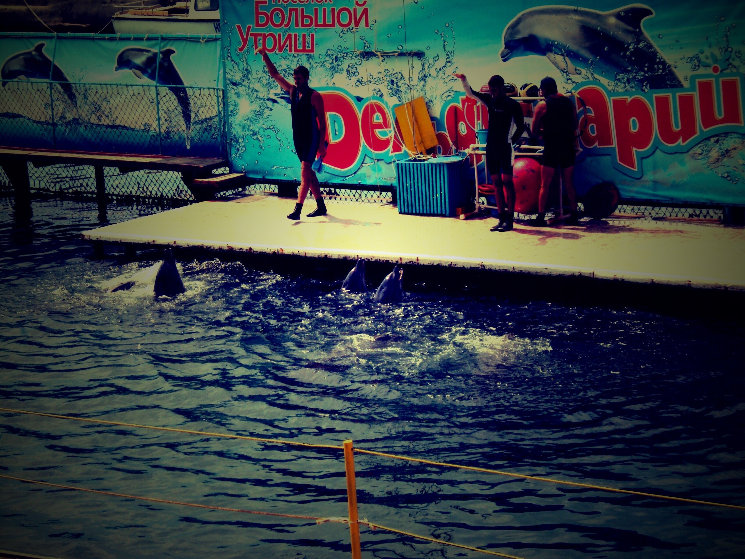 Утро в дельфинарии обои