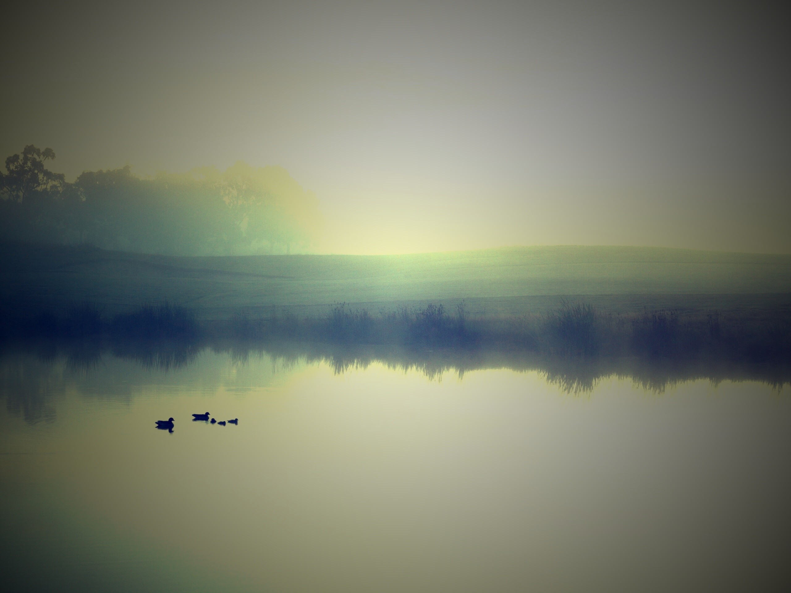 Ducks on a Misty Pond обои