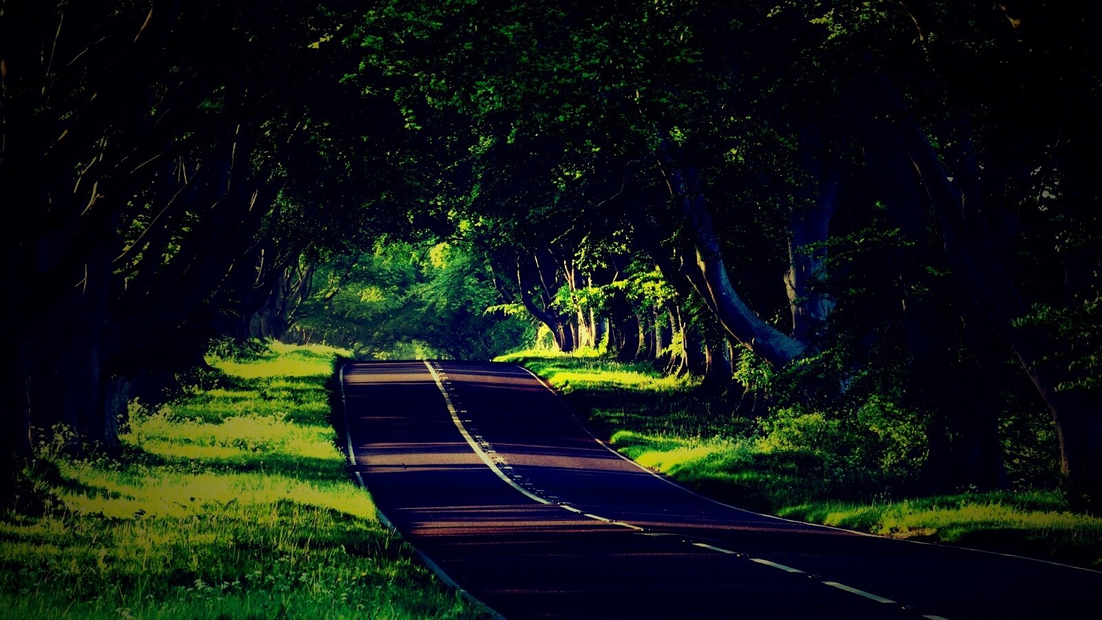 Трасса в тени деревьев обои