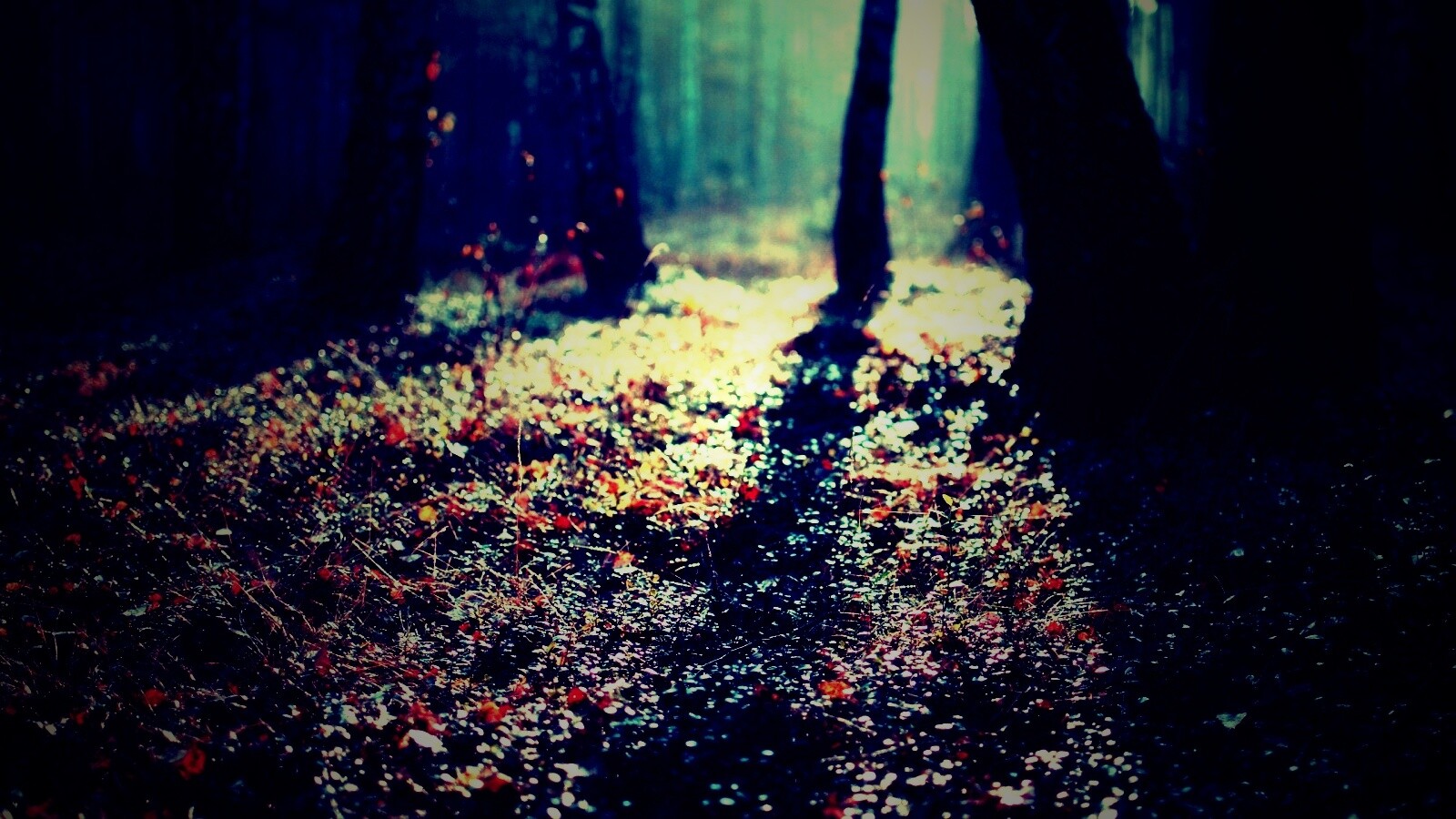 Лесная земля обои