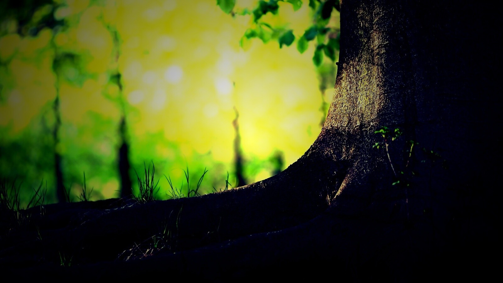 Корни дерева обои