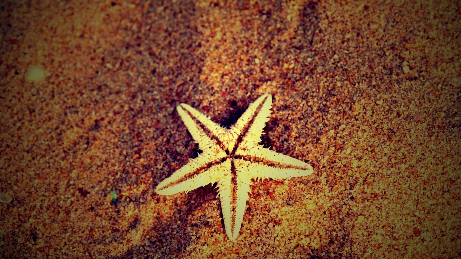 Морская звезда на песке обои
