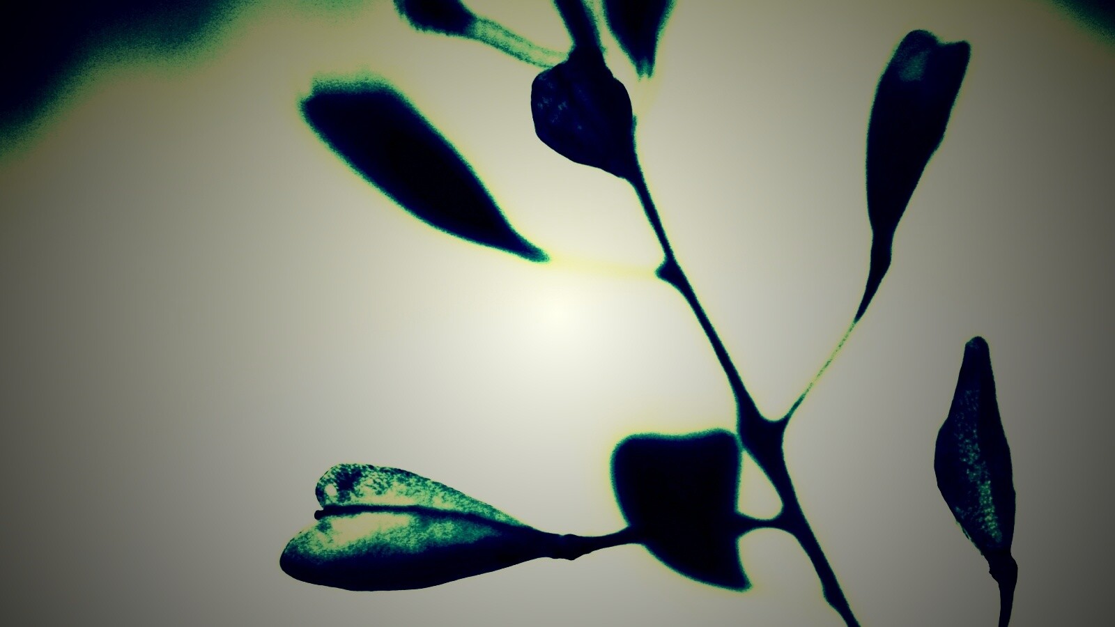 Усыхающие листья обои