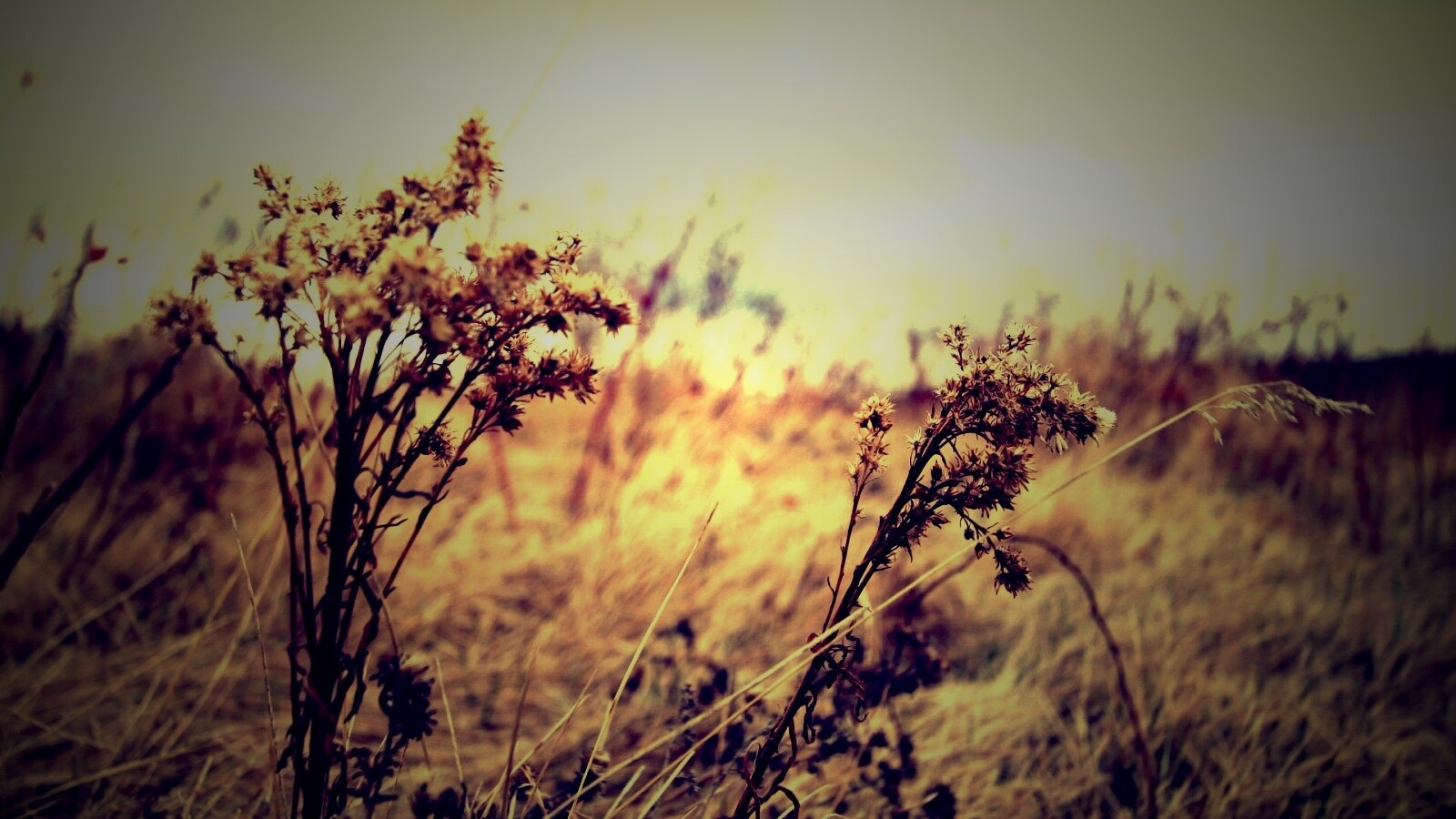 Осеннее поле обои