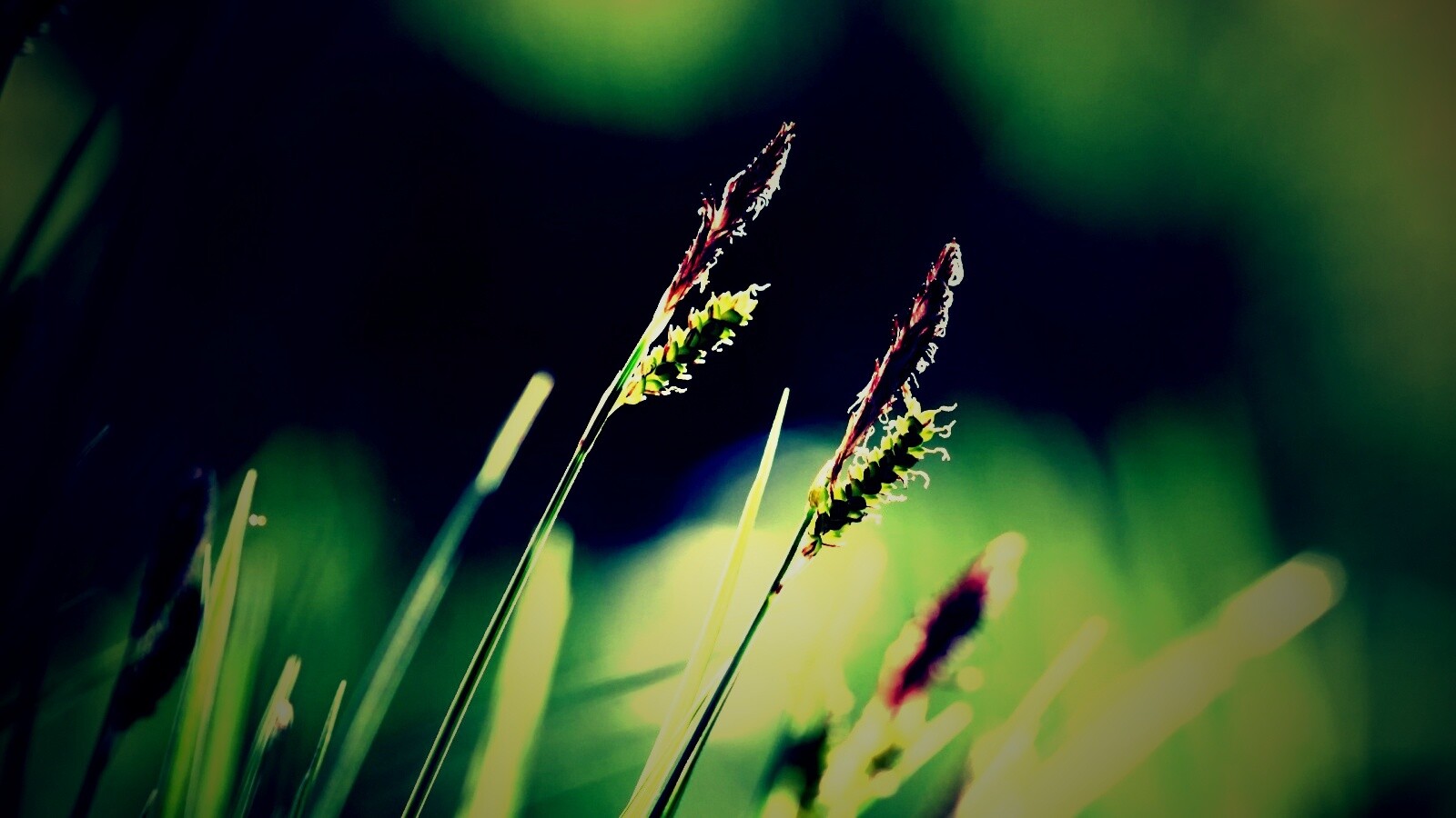 Макро фото луговой травы обои