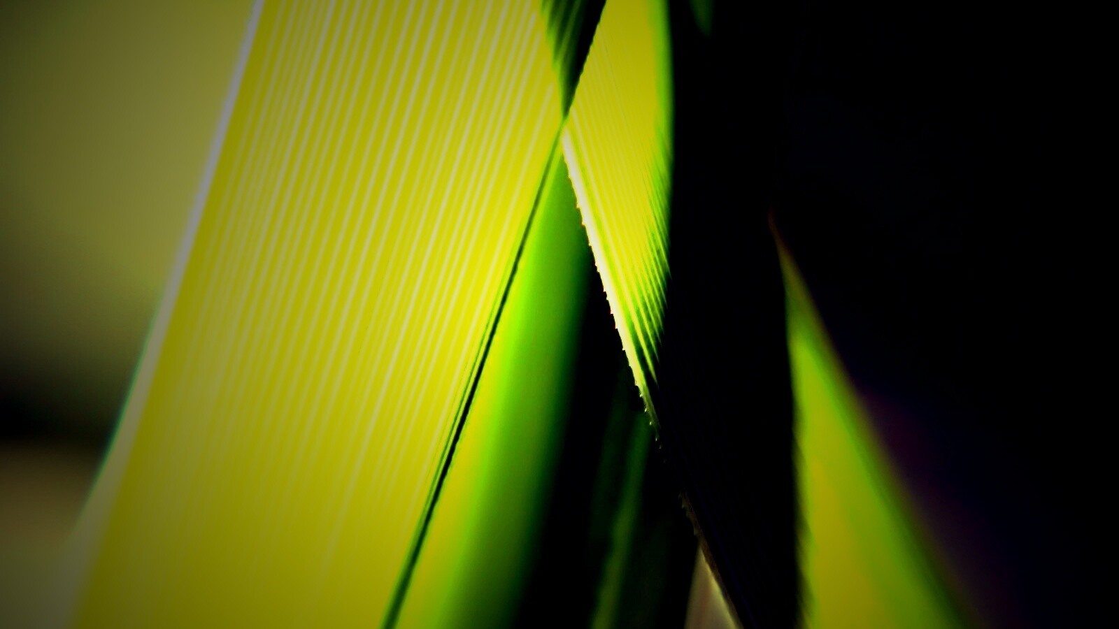 Травинки на свету обои