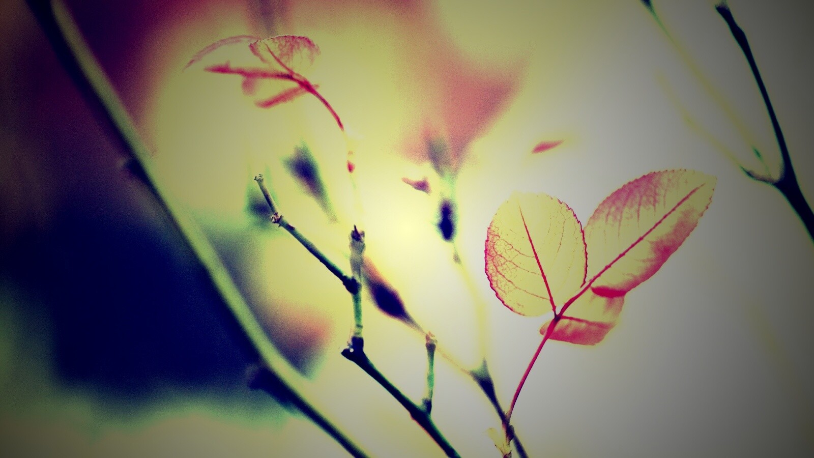 Красные листики обои