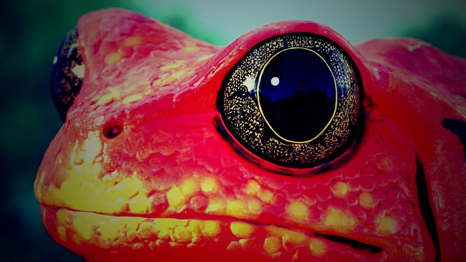 Красная лягушка обои