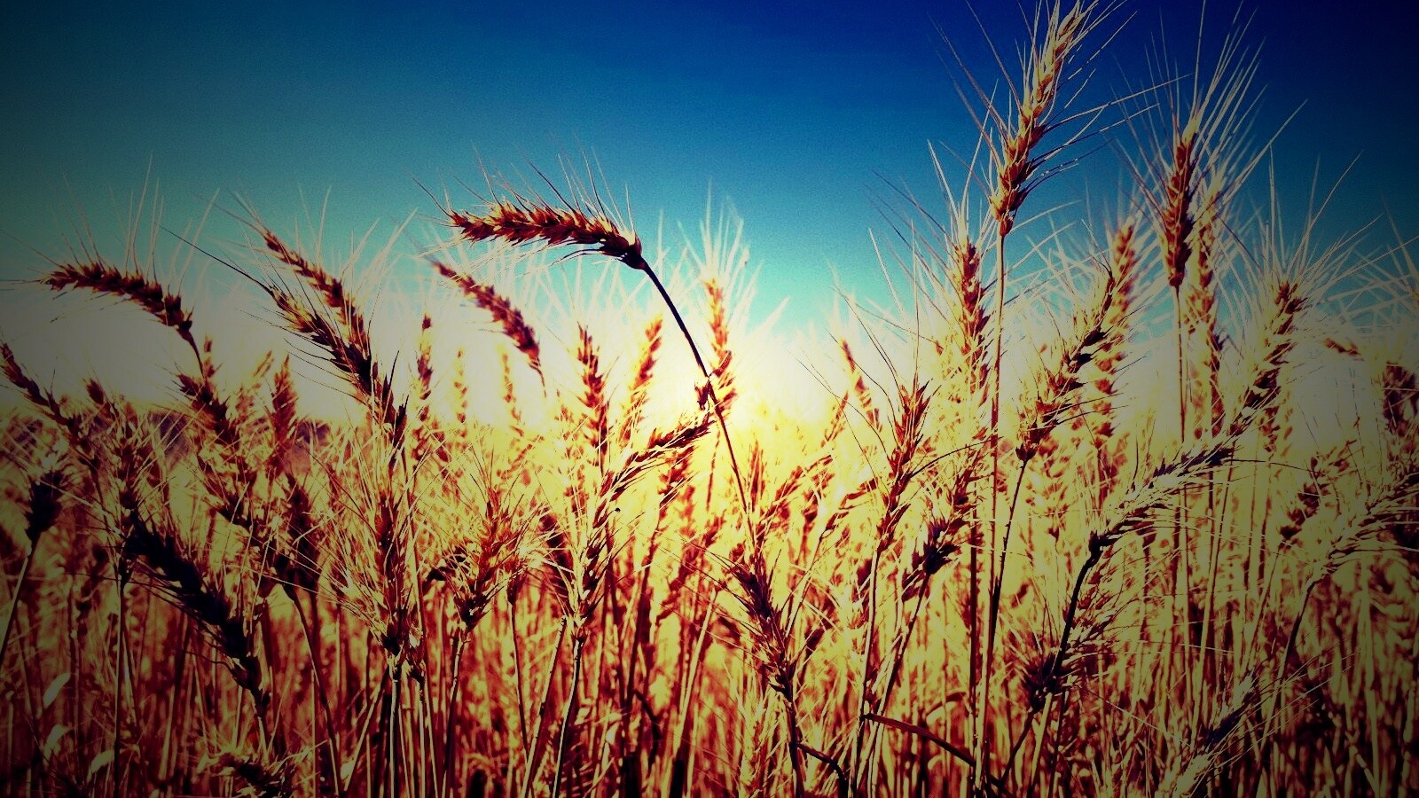 Пшеничные колосья обои