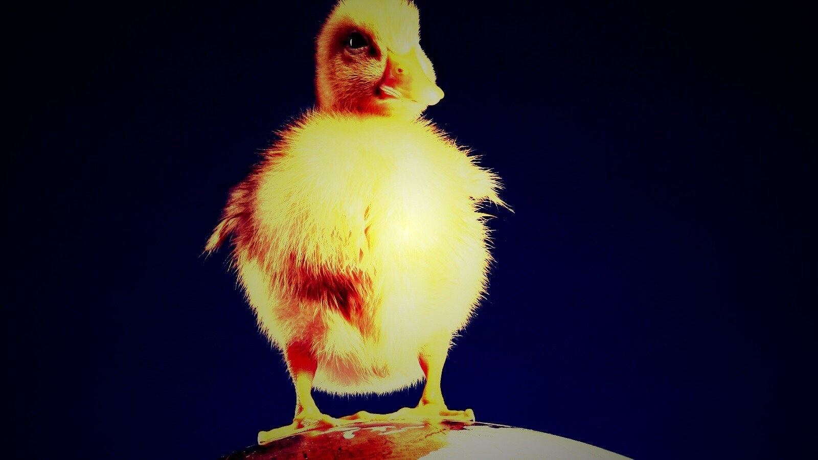 Утёнок на глобусе обои