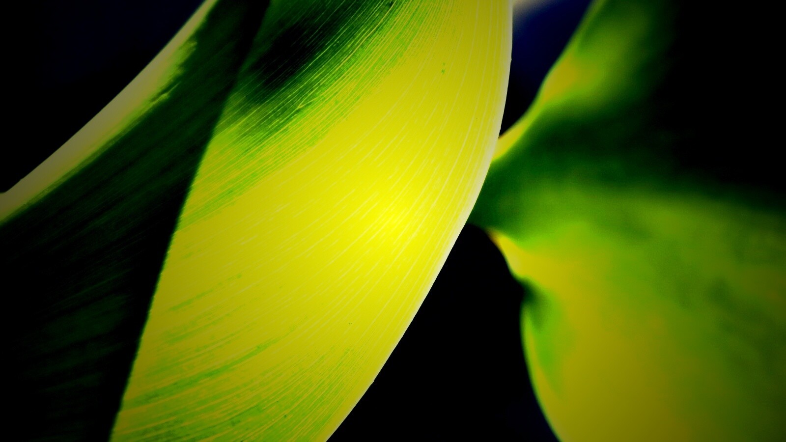 Лист на просвет обои