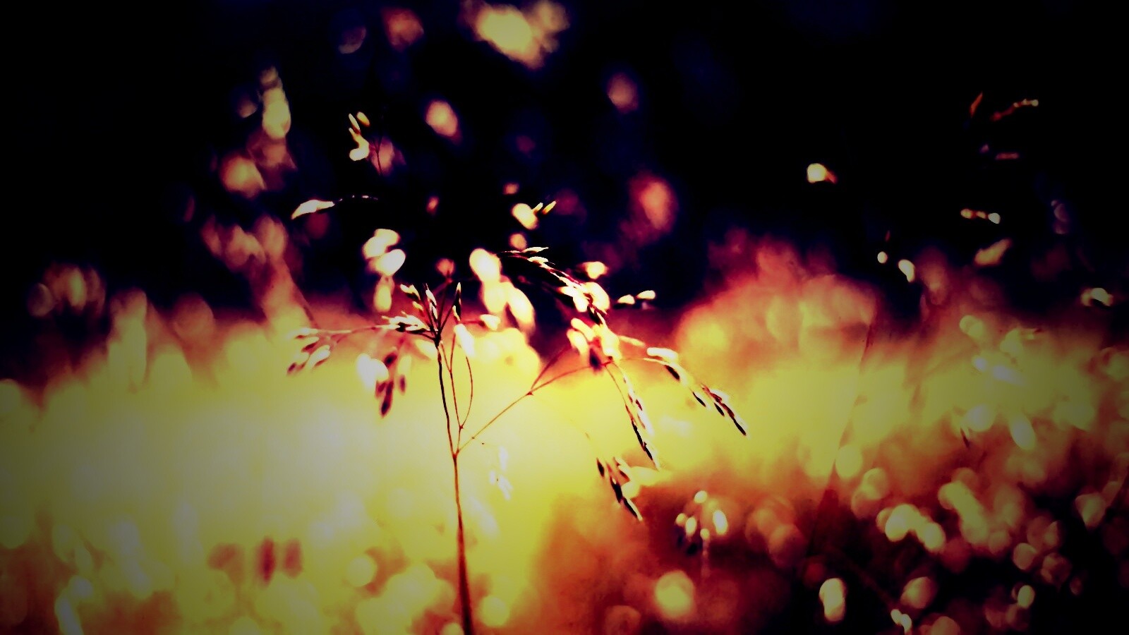 Трава на солнце обои