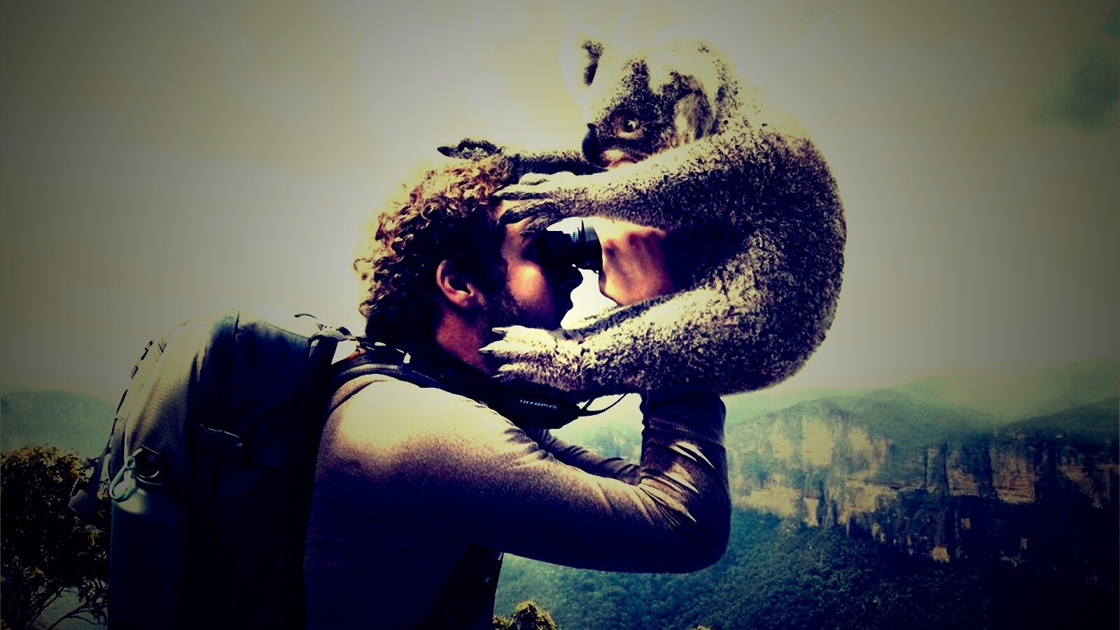 Коала ближе чем кажется обои