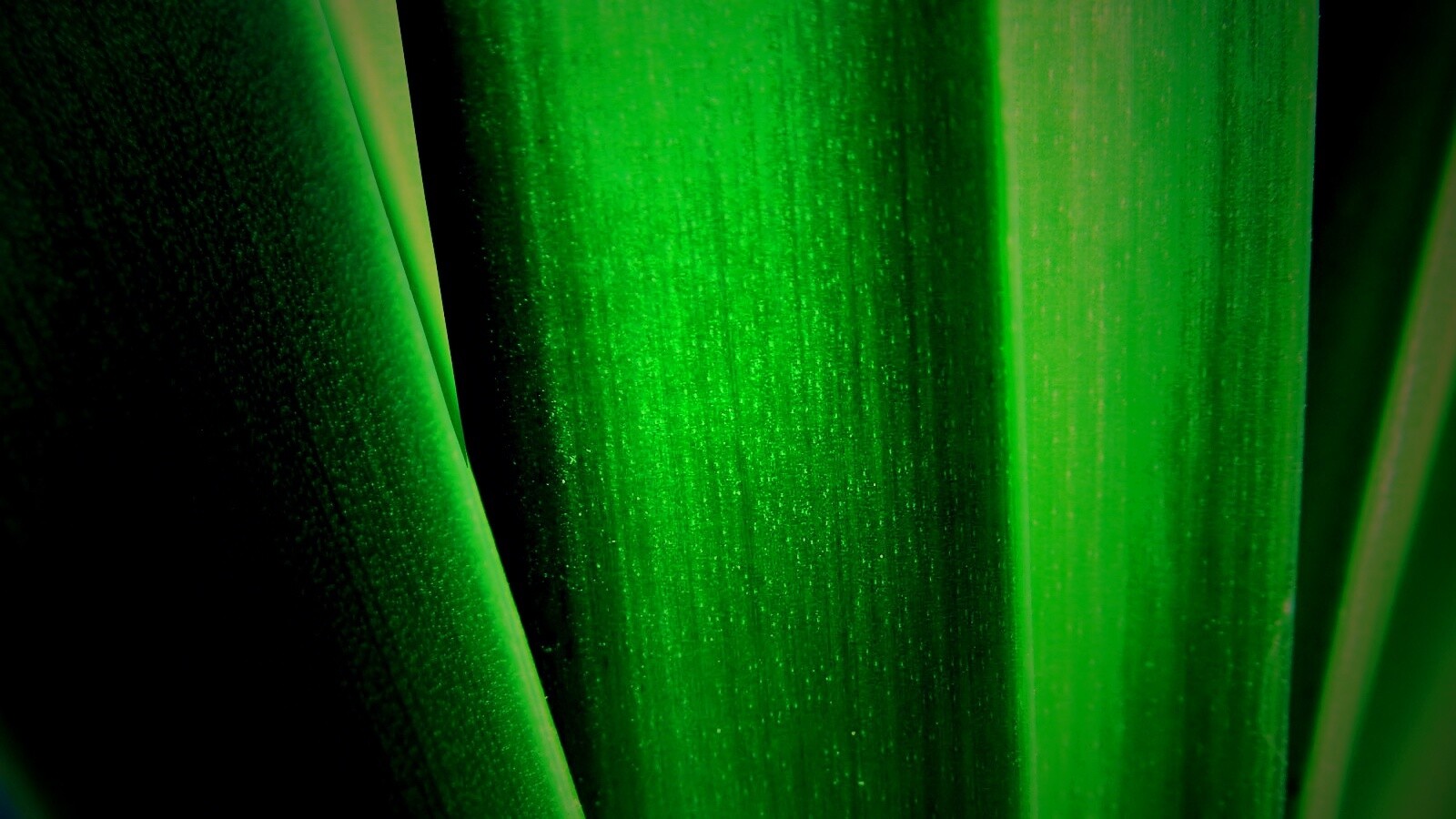 Сочная травинка обои