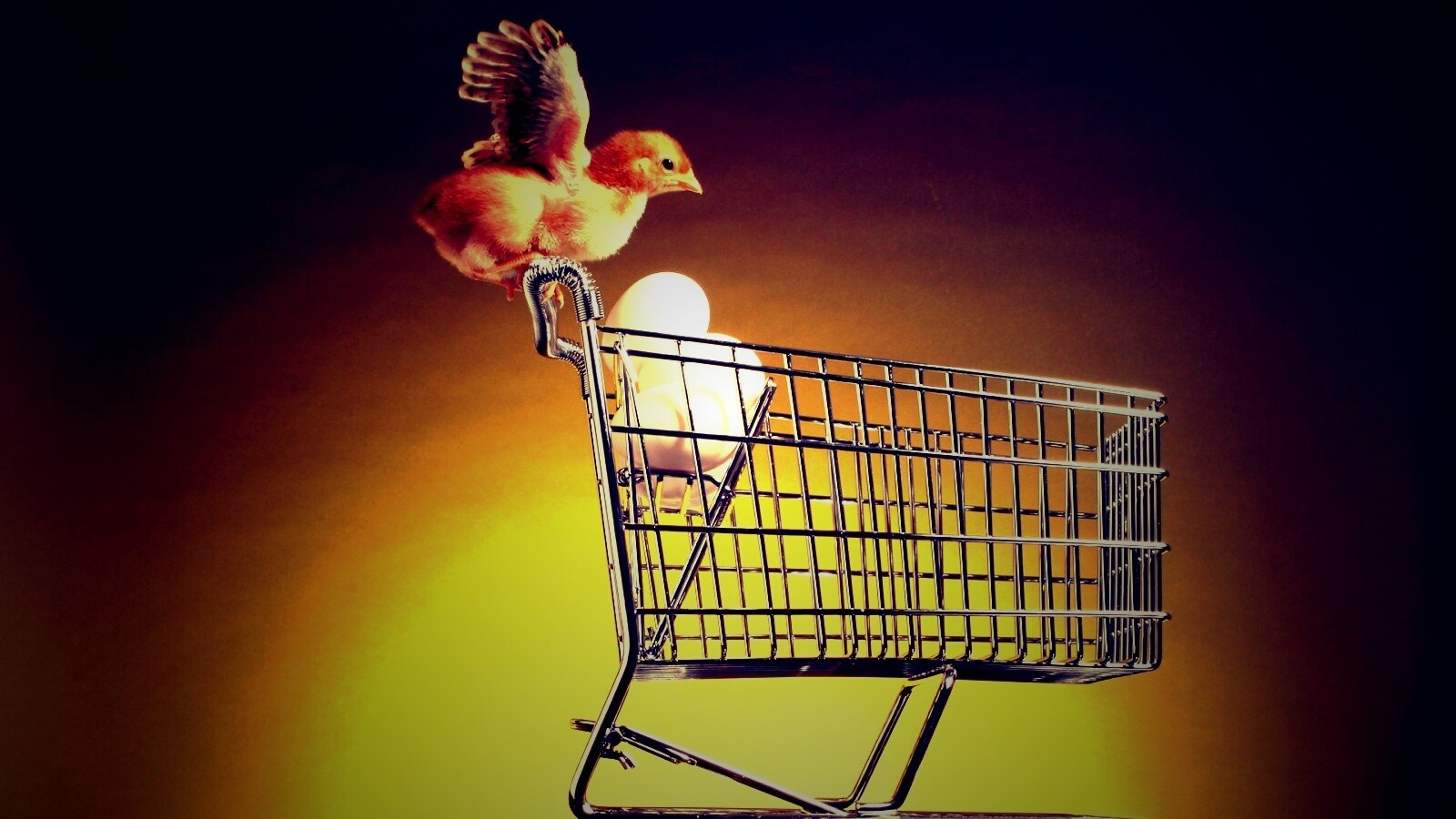 Цыплёнок покупает яйца обои