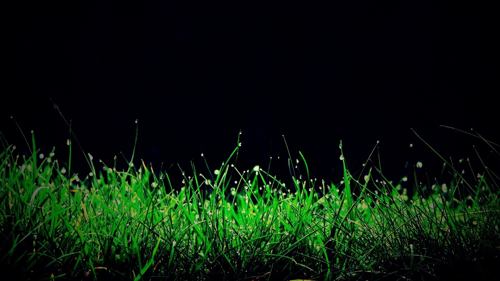 Трава после дождя обои