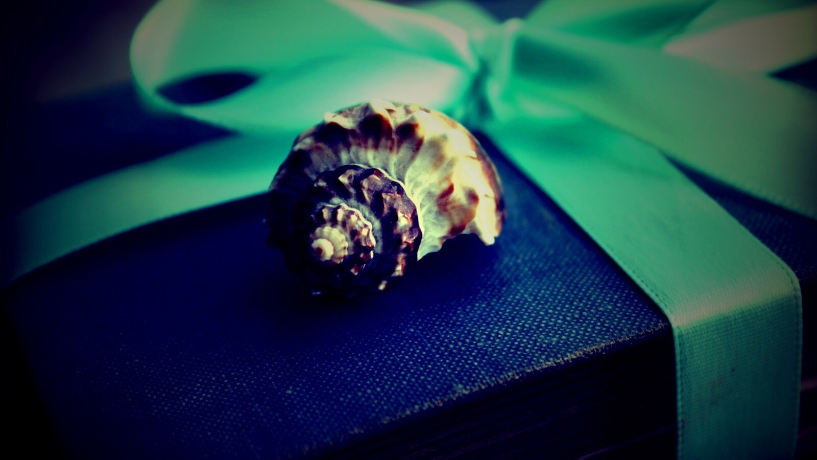 Ракушка на подарочном альбоме обои