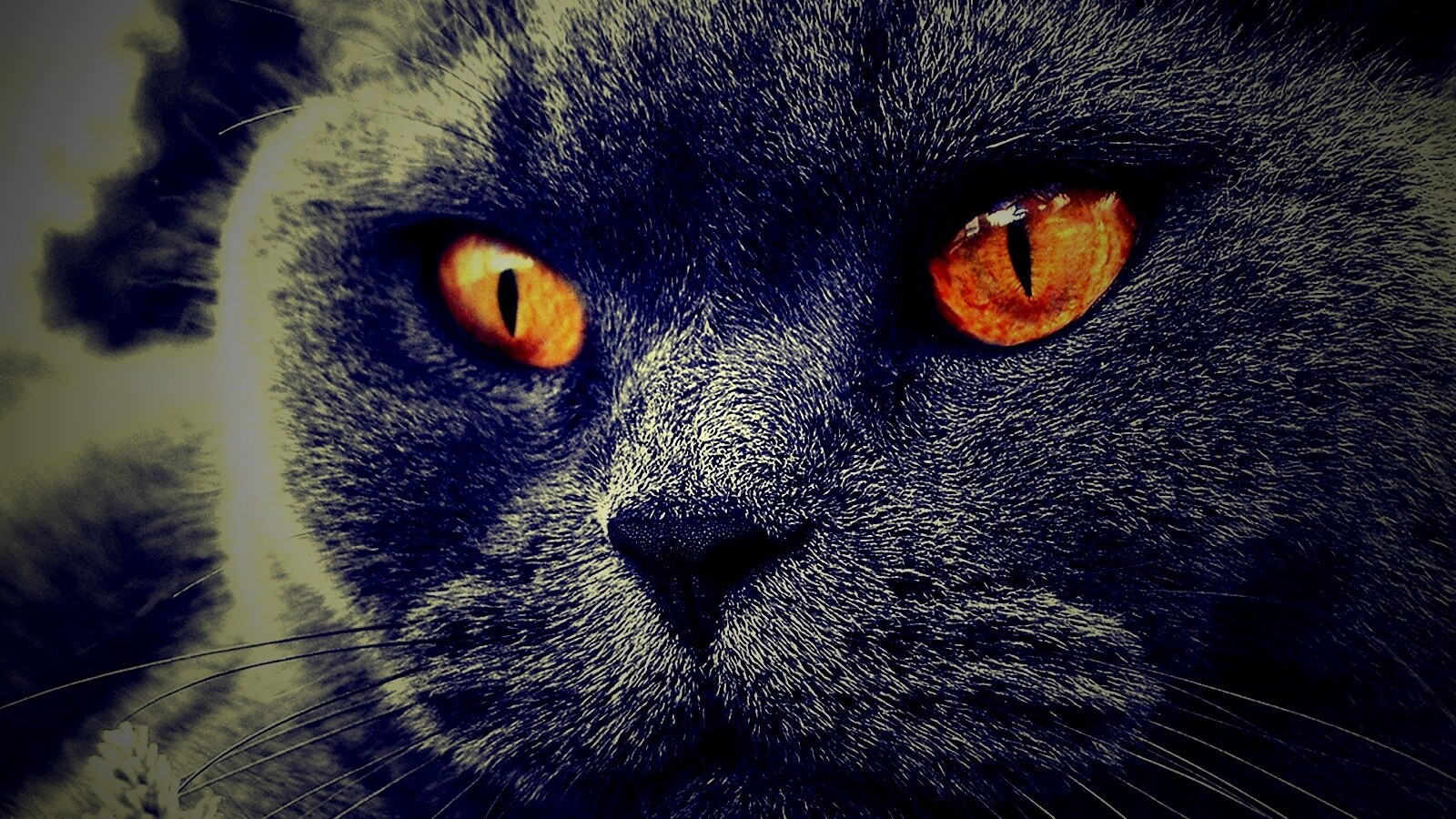 Кот с оранжевыми глазами обои