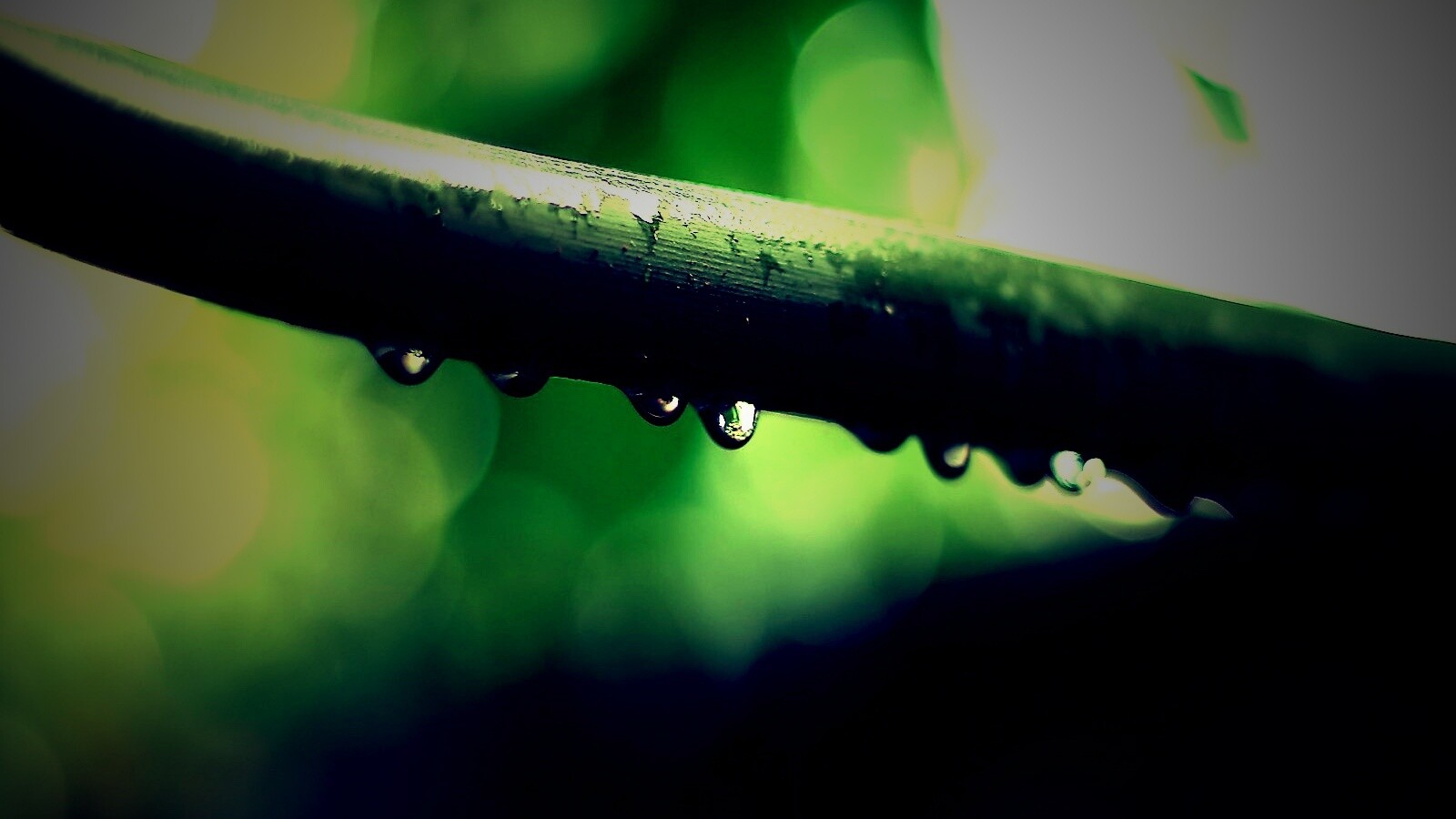 Капли на стебле обои