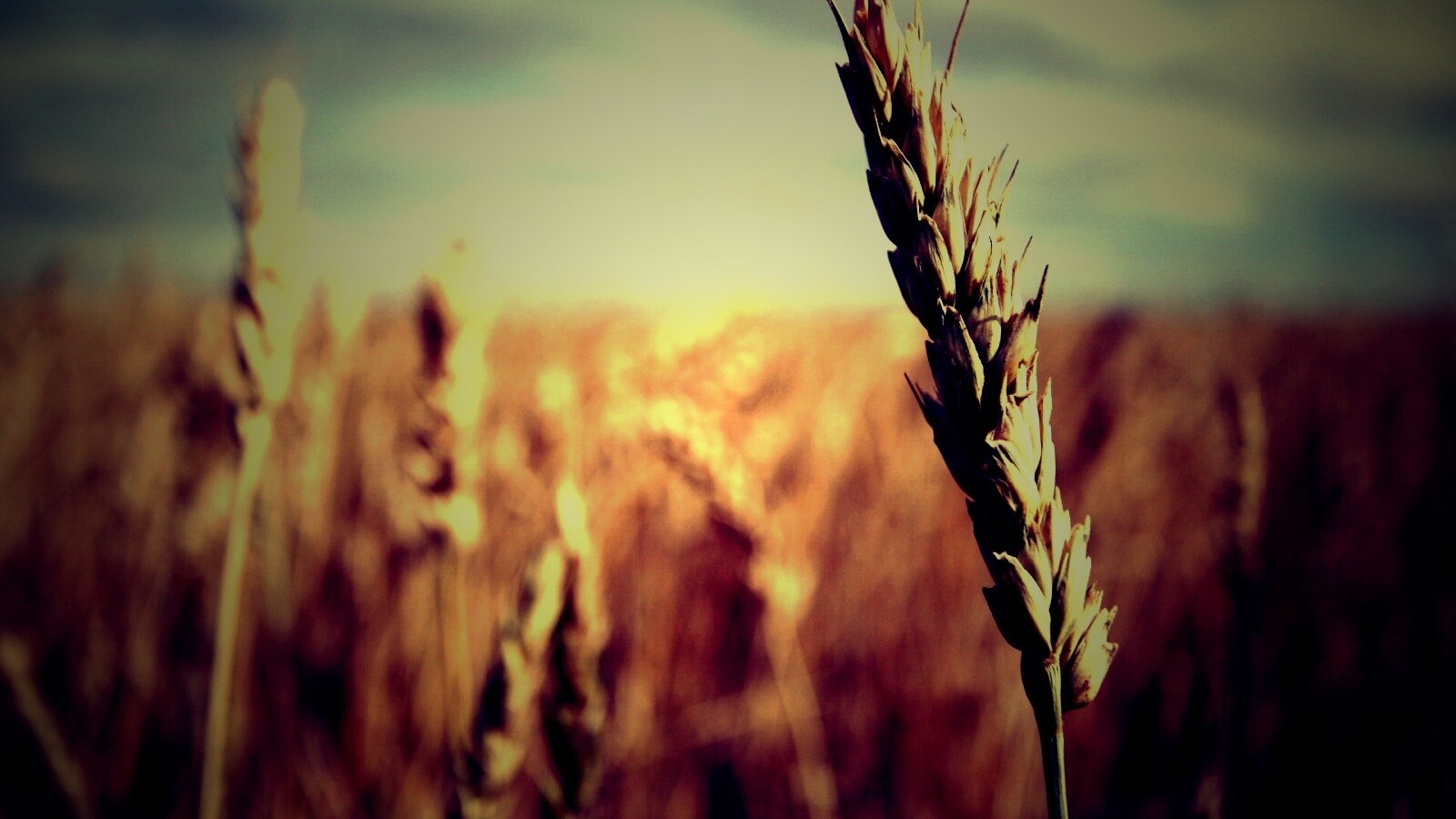 Колосок обои