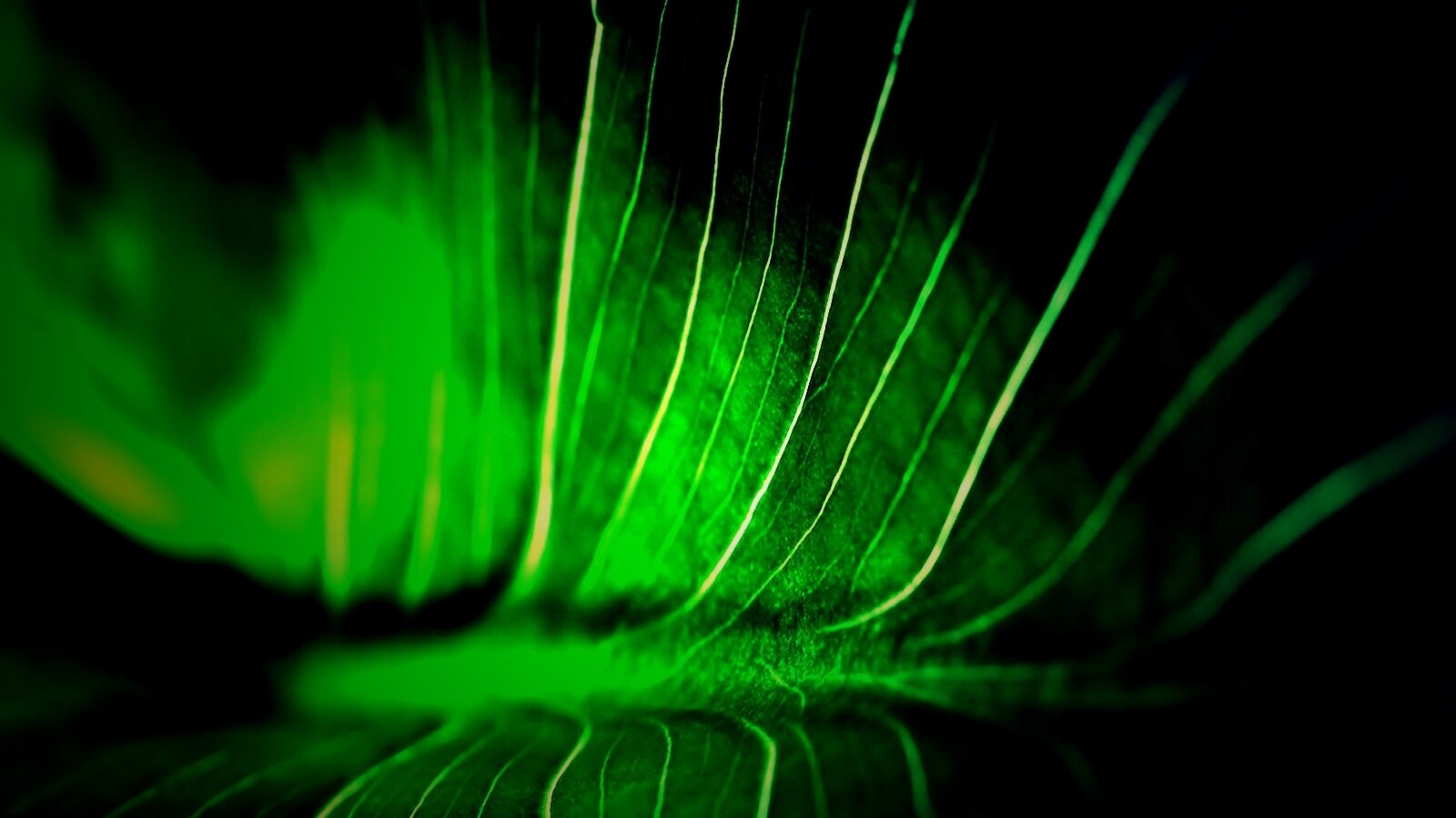 Широкий лист обои