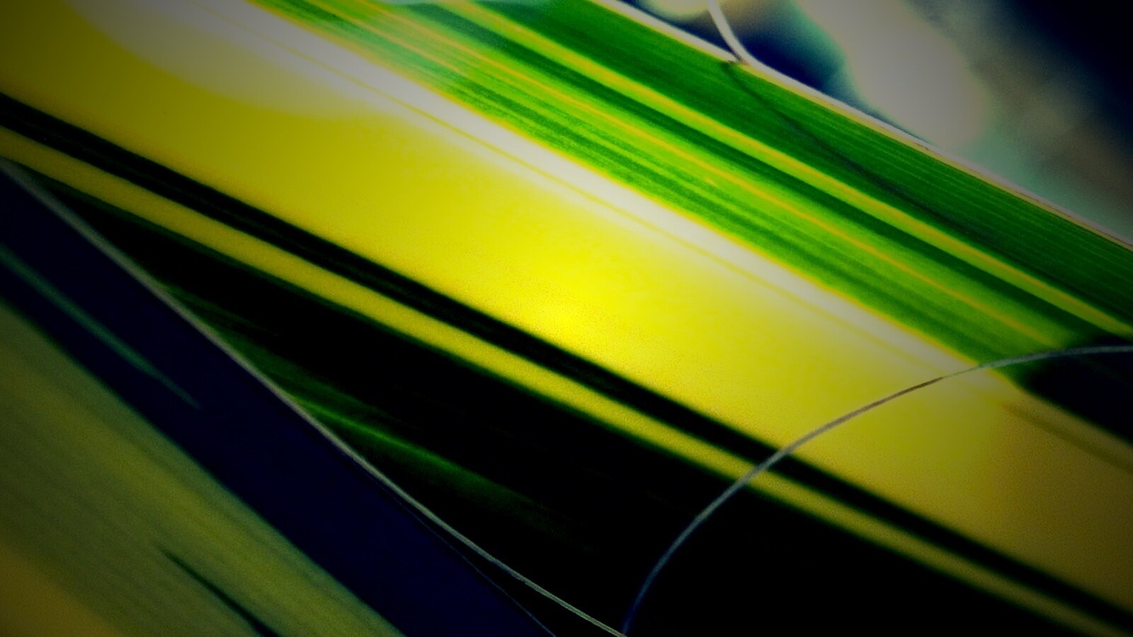 Желто-зеленые травинки обои