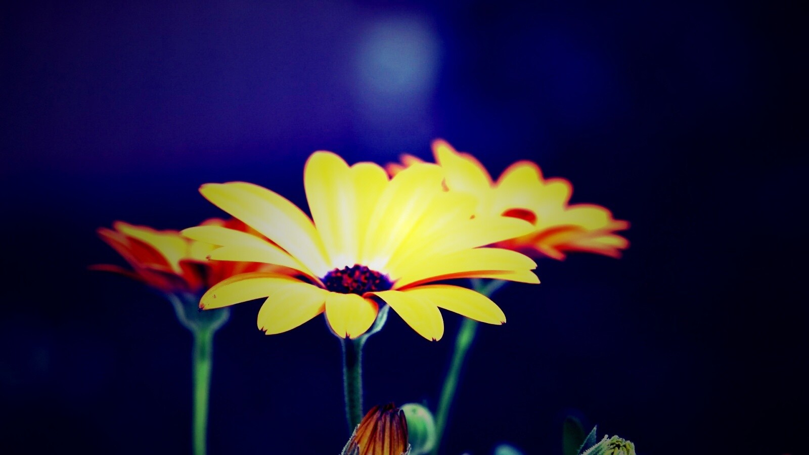 Три желтых цветка обои