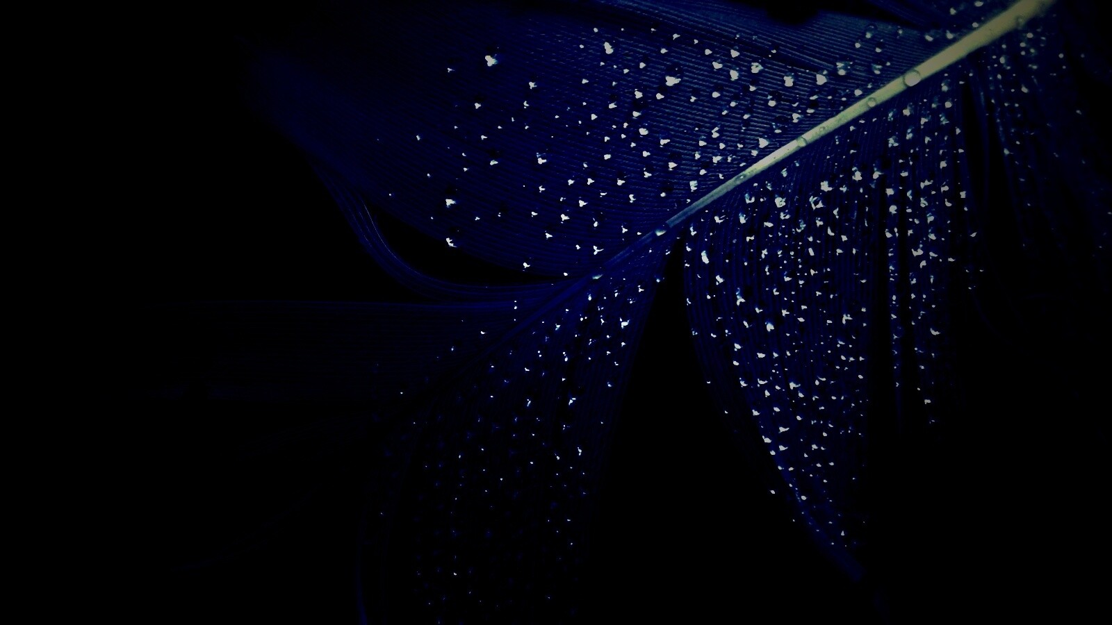 Капли на черном пере обои