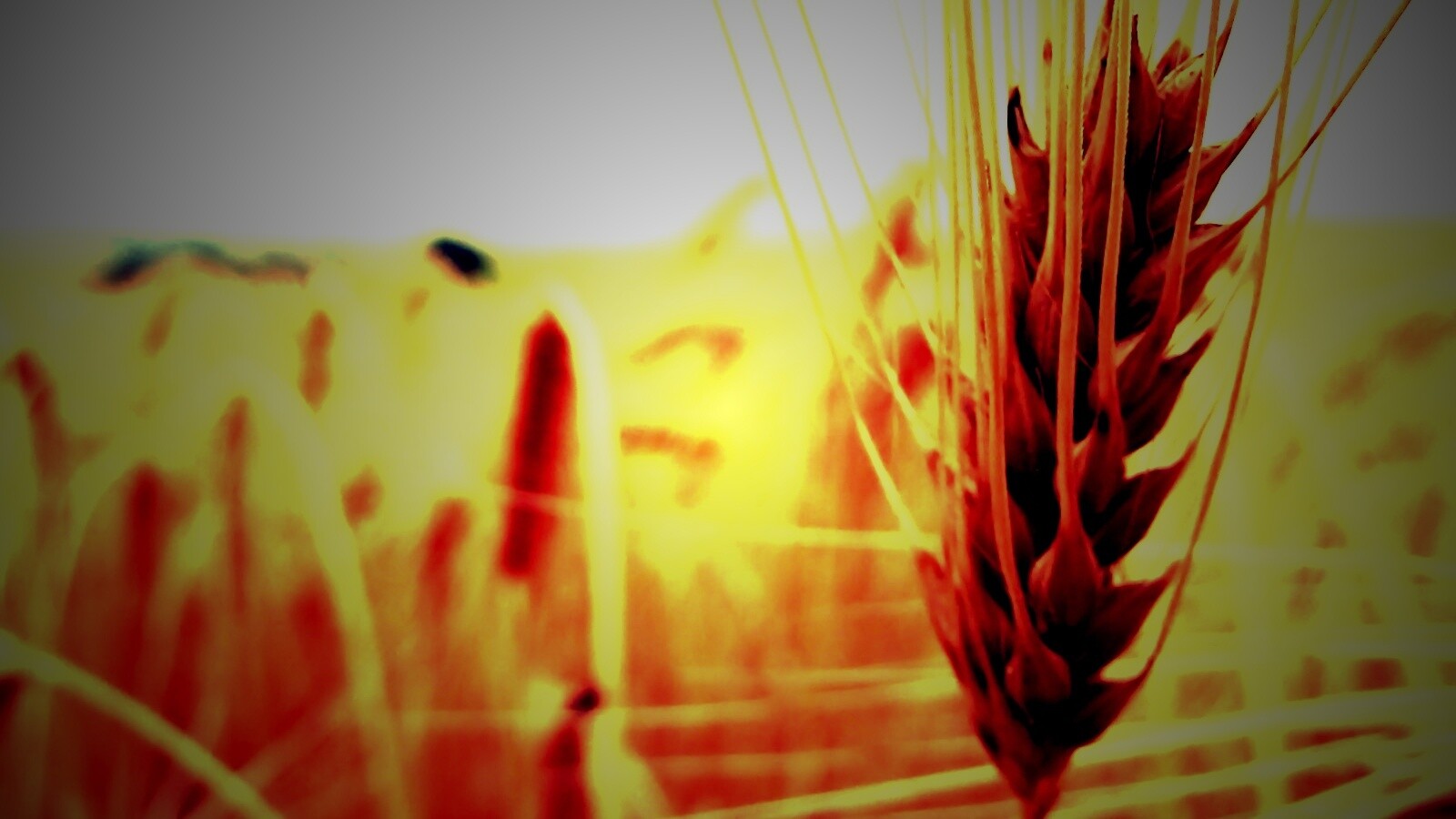 Короткий колос обои