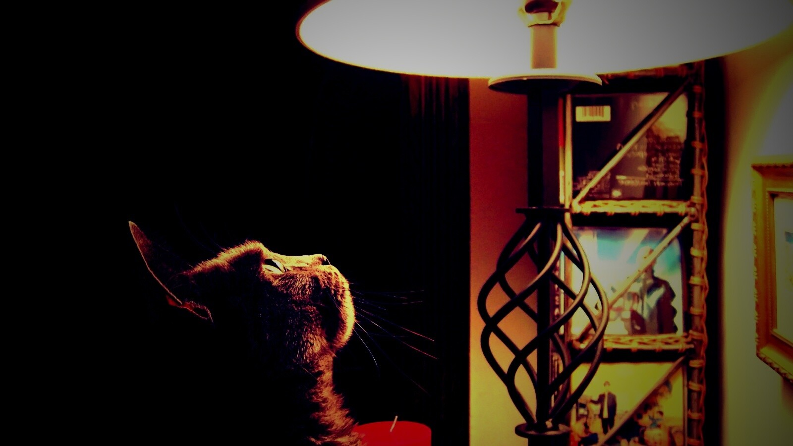 Кот смотрит под торшер обои