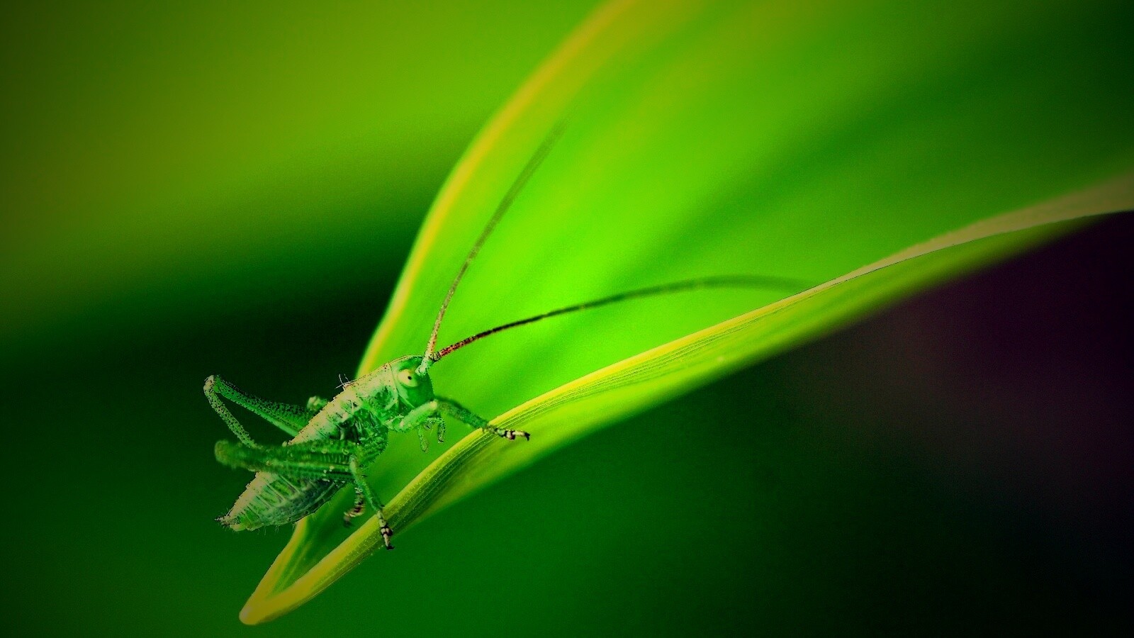 Кузнечик на листике обои