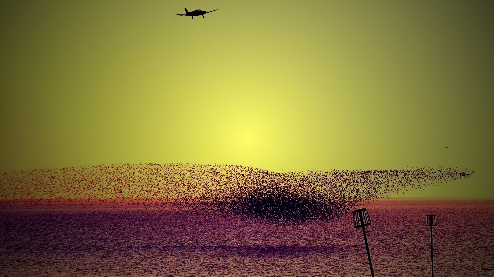 Взлетающая стая птиц обои