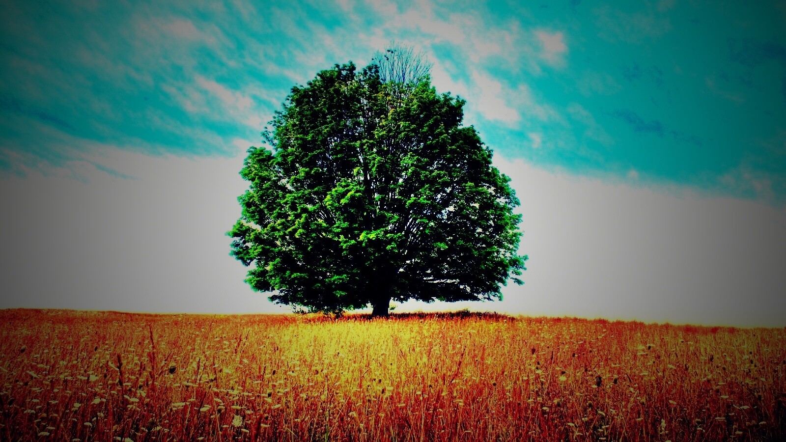 Зеленое дерево в желтом поле обои