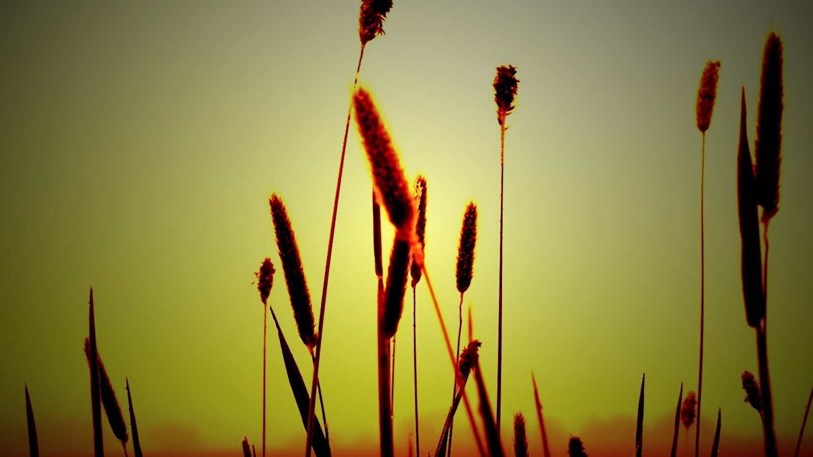 Травинки на закате обои