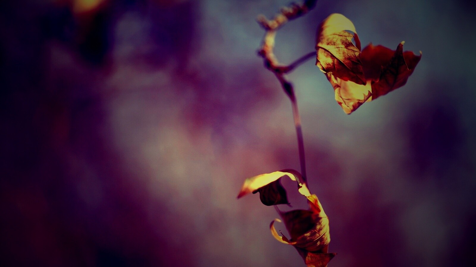 Увядшие листья обои