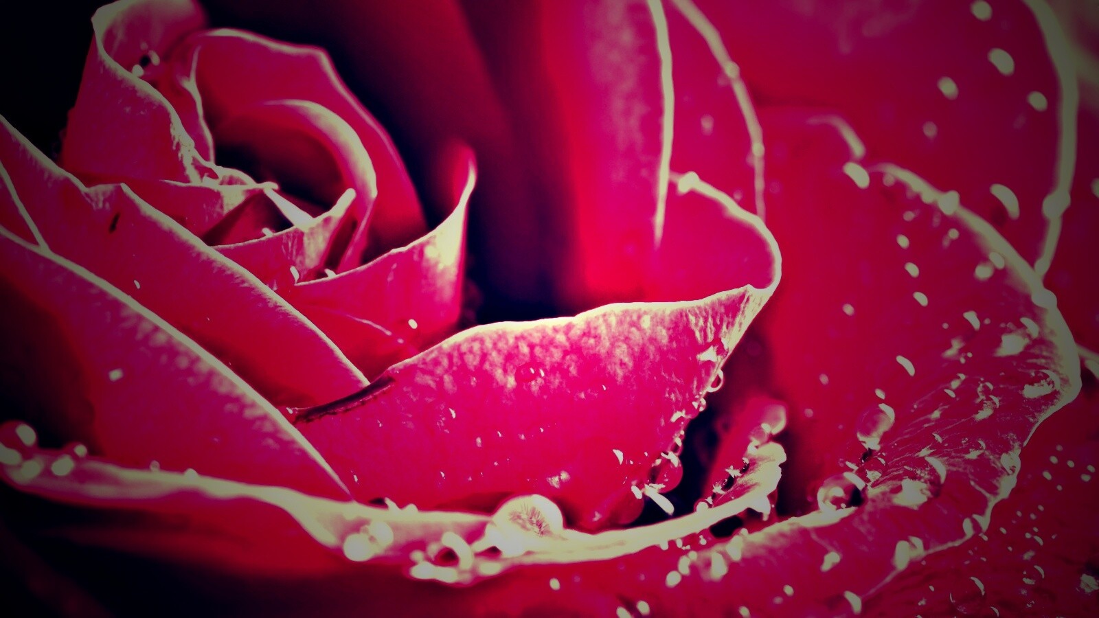 Капли на бутоне розы обои