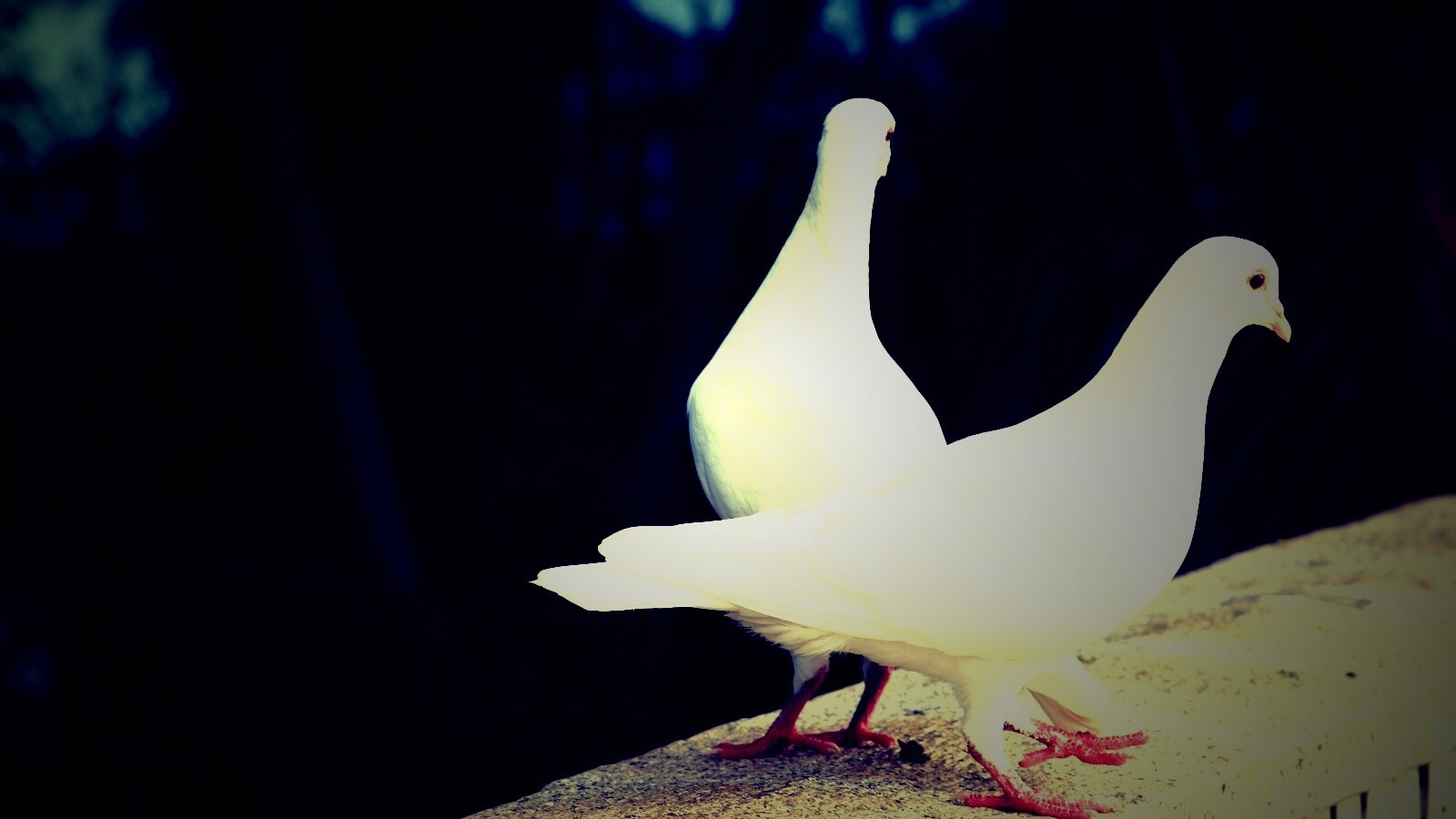 Два белых голубя обои