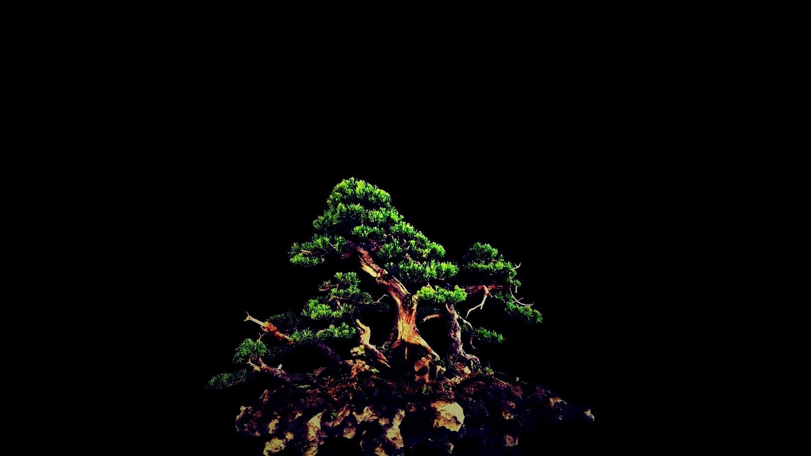 Миниатюрное дерево обои