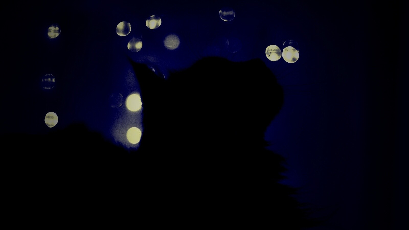 Силуэт черного кота обои