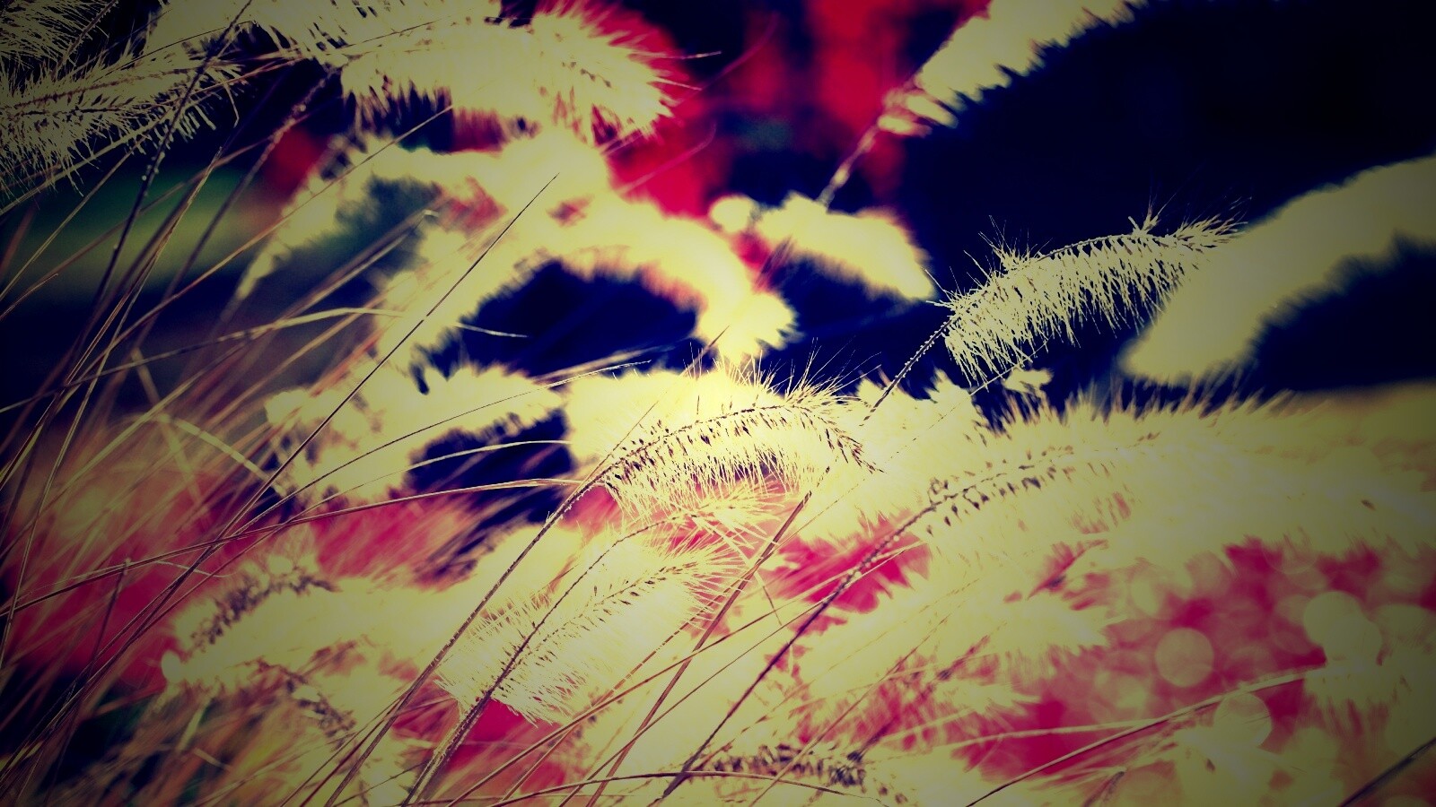 Травинки на ветру обои