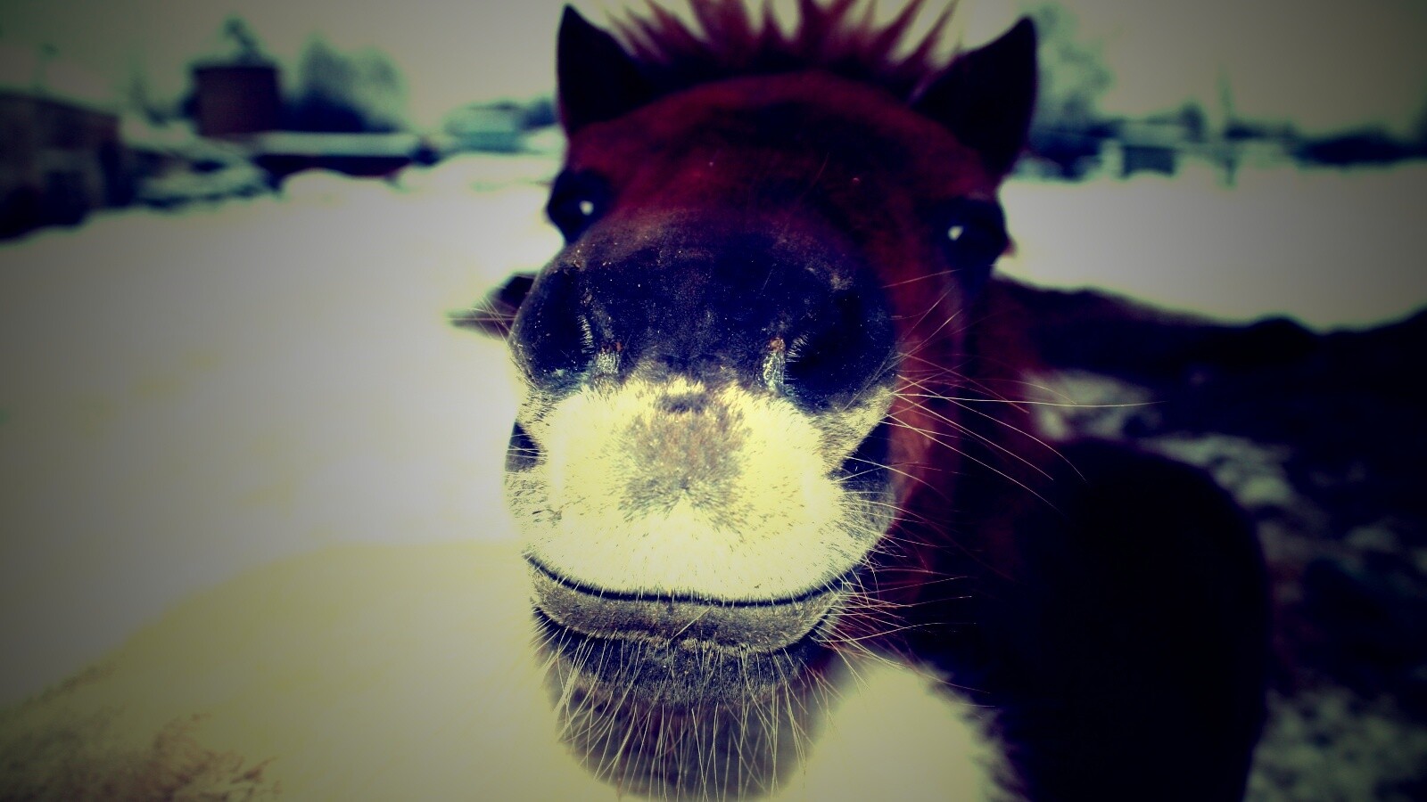 Морда пони обои